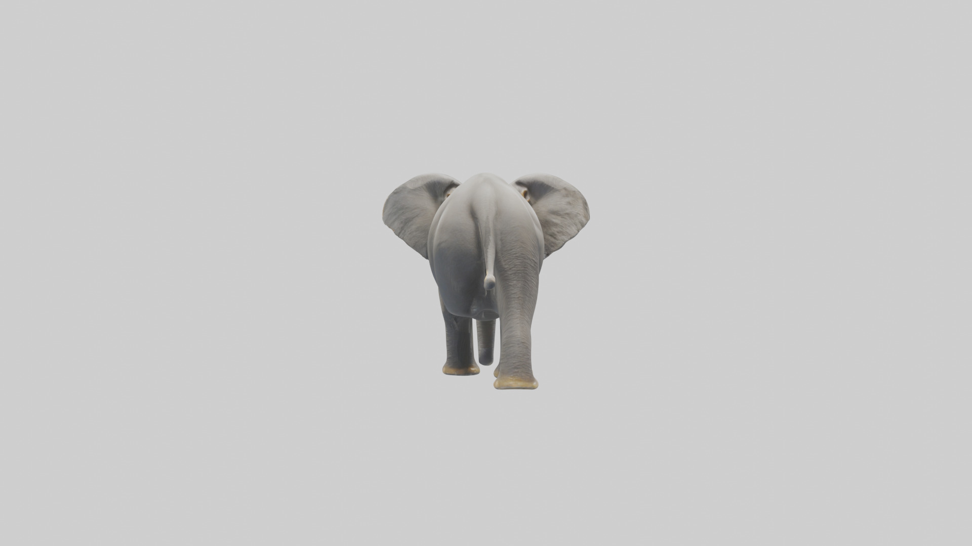 Indian Elephant playing in water model Low-poly 3D model_1