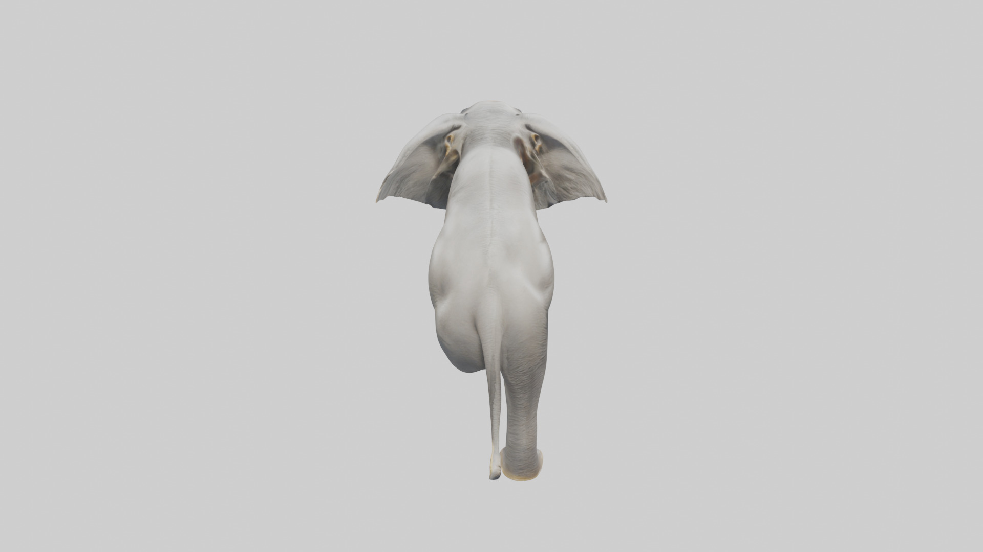 Indian Elephant playing in water model Low-poly 3D model_15