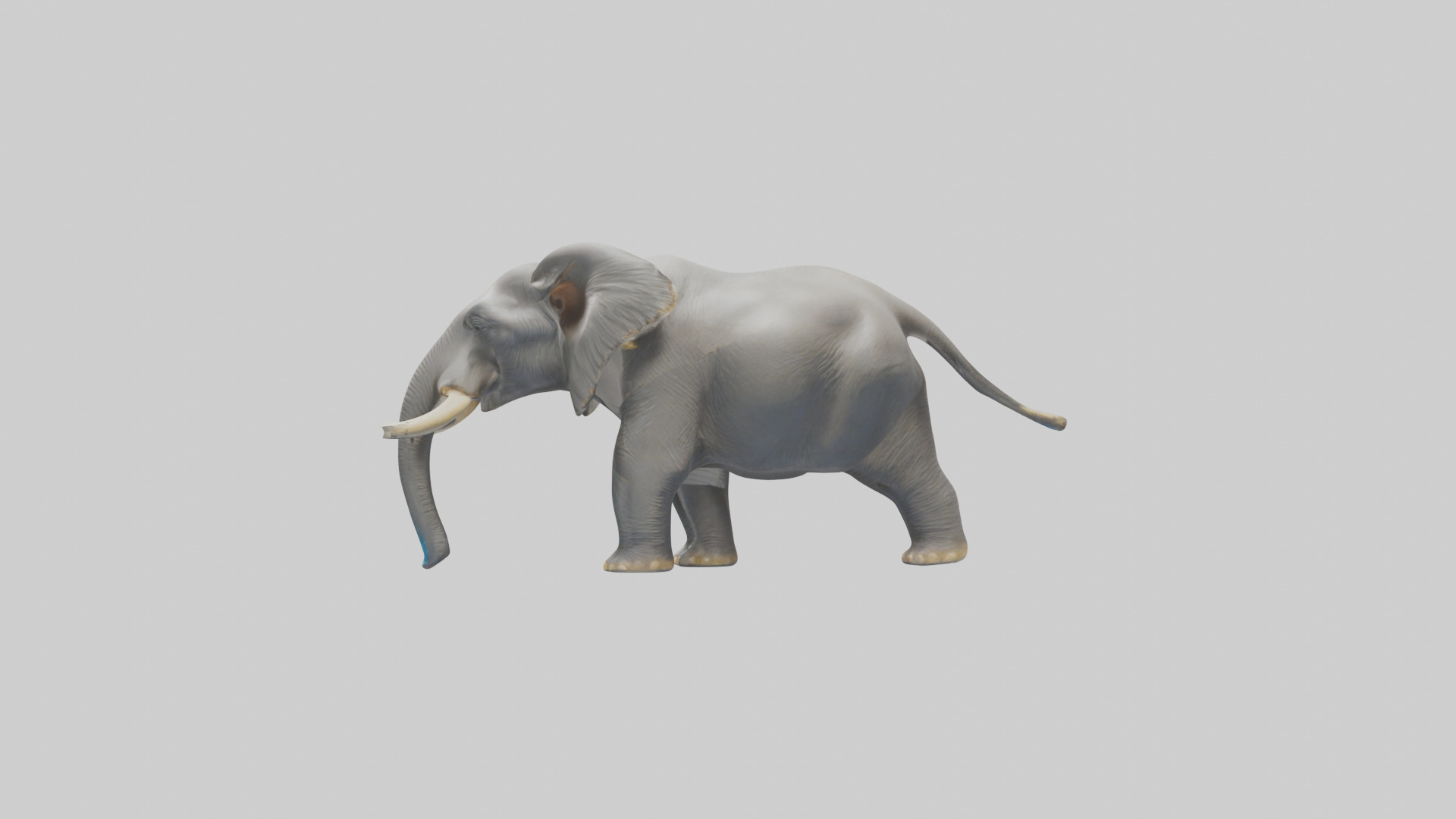 Indian Elephant playing in water model Low-poly 3D model_12