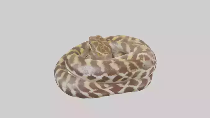 Indian Python coiled model Low-poly 3D model