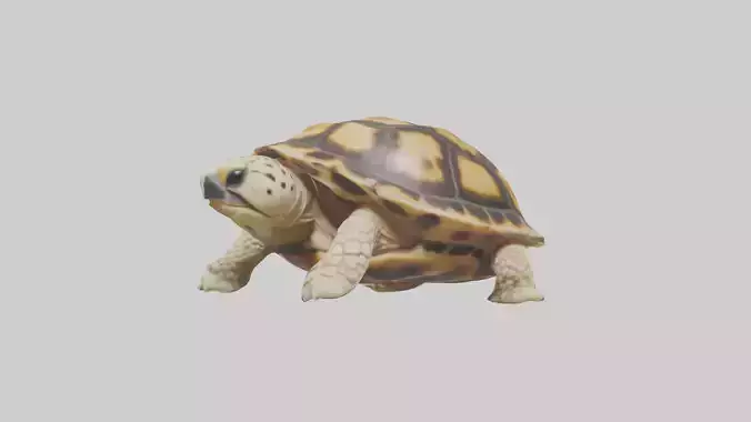 Indian Star Tortoise resting model