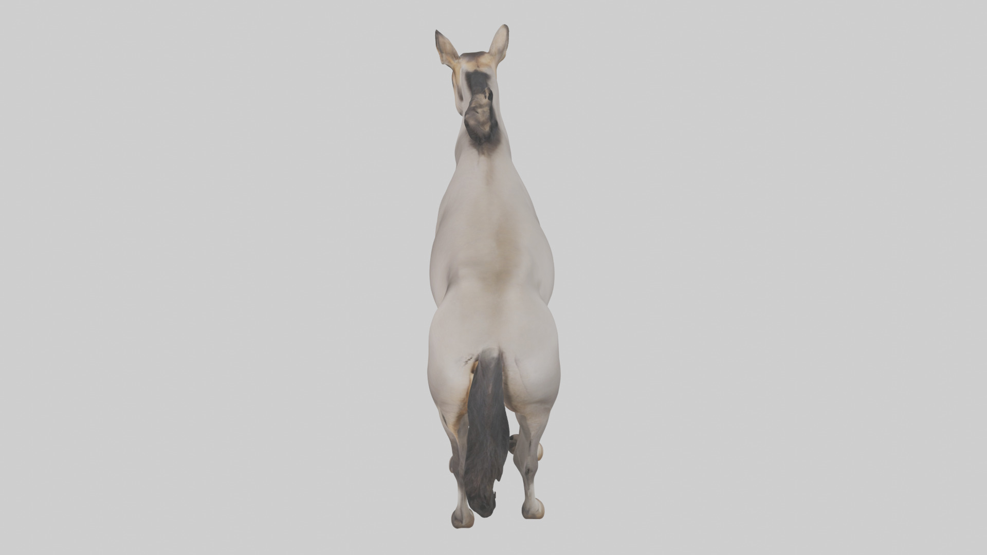 Indian Wild Ass grazing model Low-poly 3D model_17