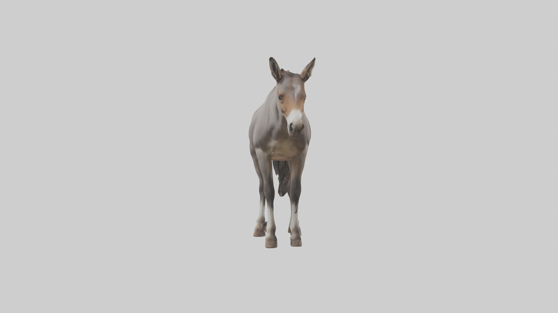 Indian Wild Ass grazing model Low-poly 3D model_13