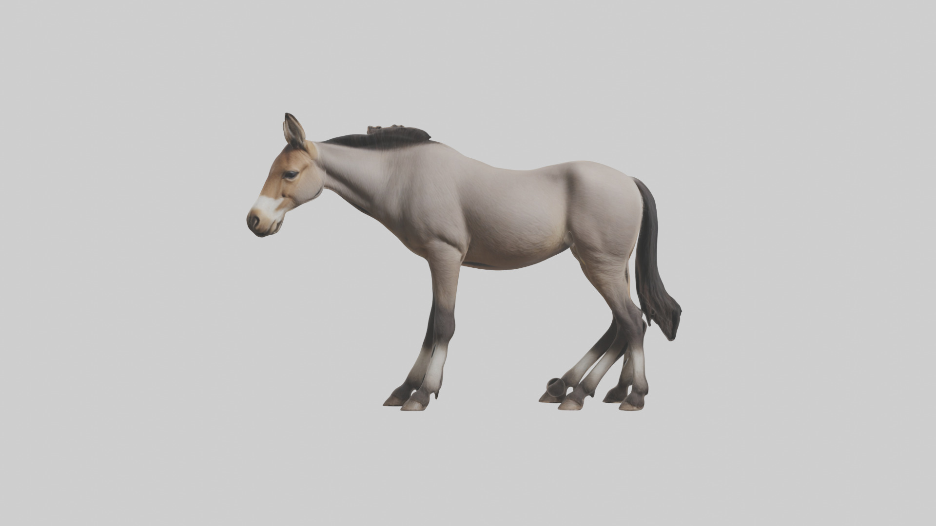 Indian Wild Ass grazing model Low-poly 3D model_9