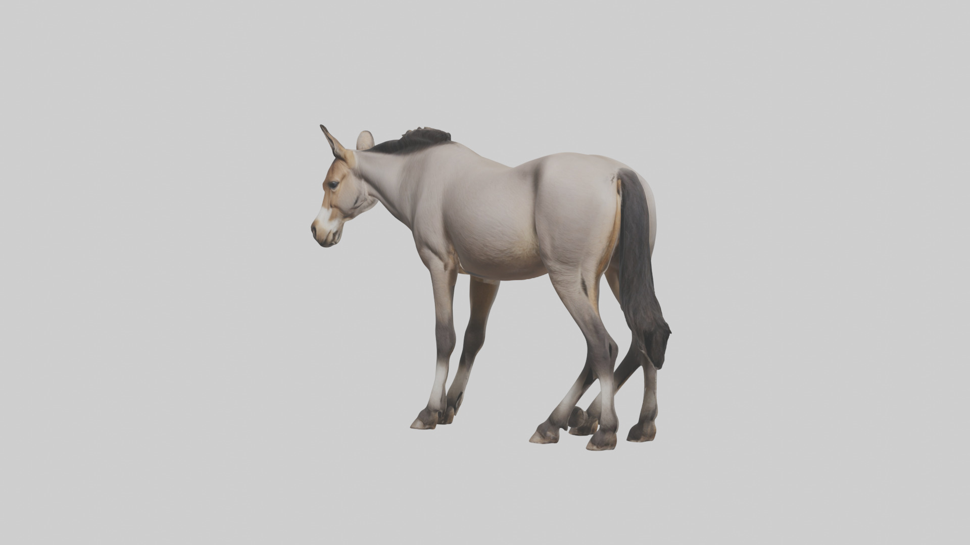 Indian Wild Ass grazing model Low-poly 3D model_8