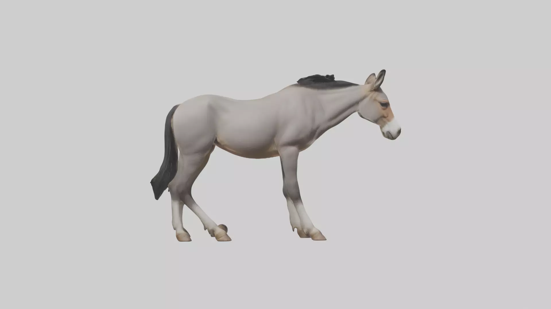 Indian Wild Ass grazing model Low-poly 3D model_0