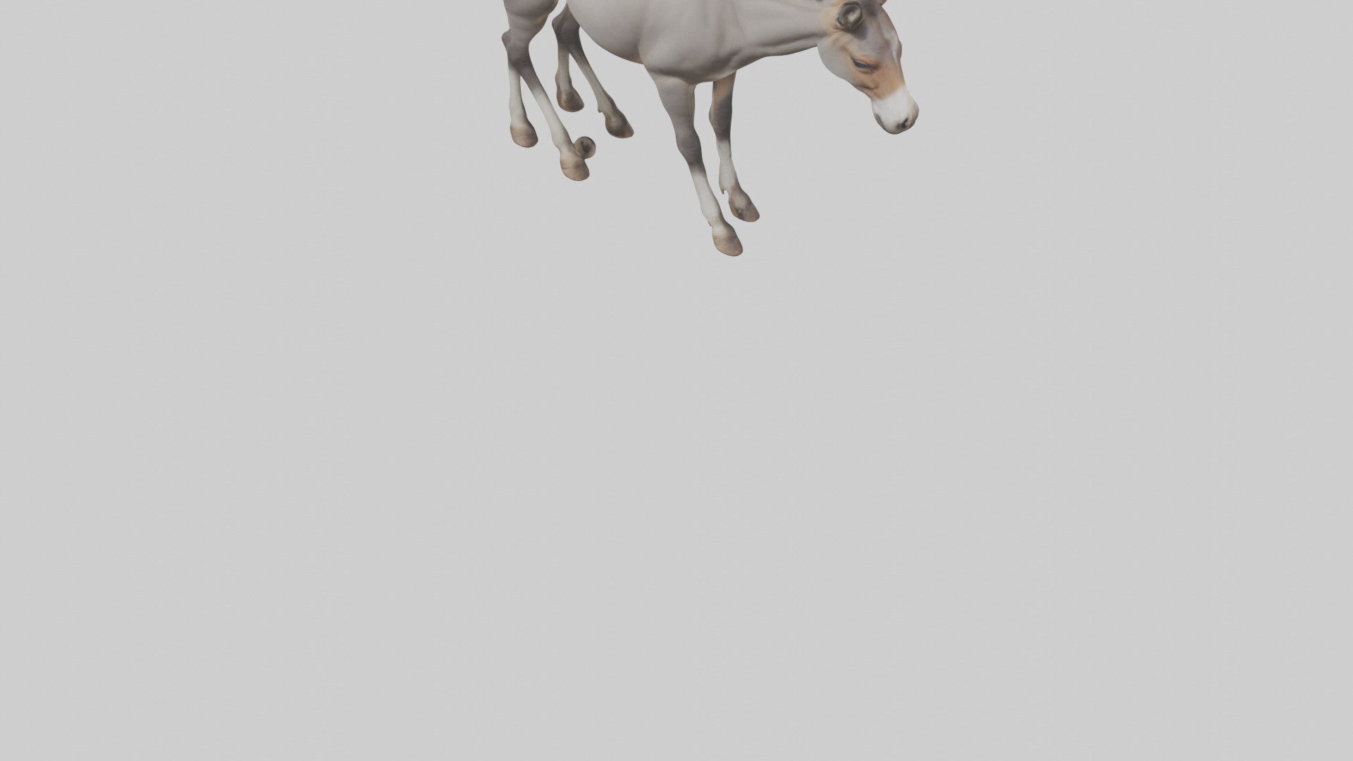 Indian Wild Ass grazing model Low-poly 3D model_4
