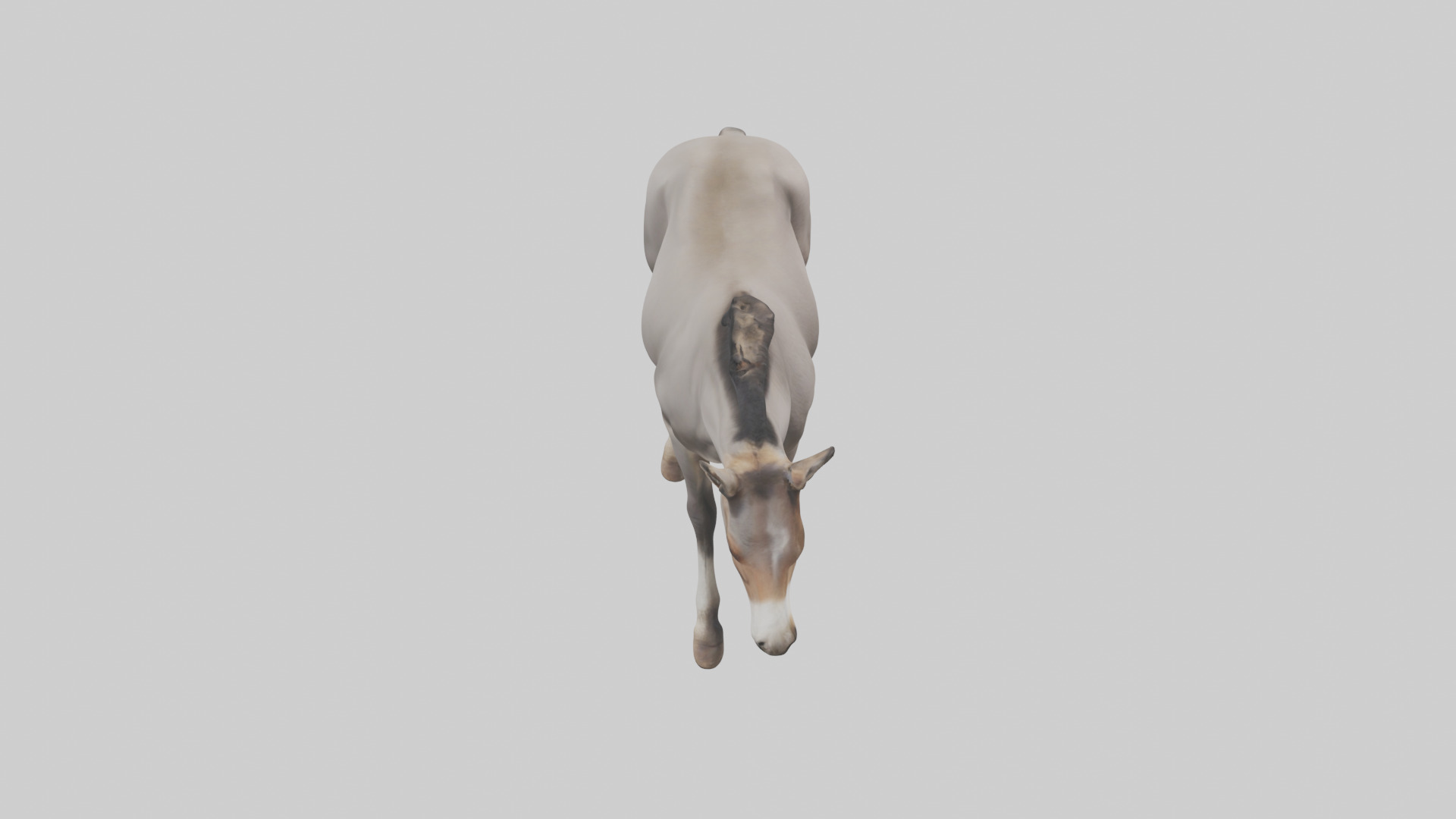 Indian Wild Ass grazing model Low-poly 3D model_18