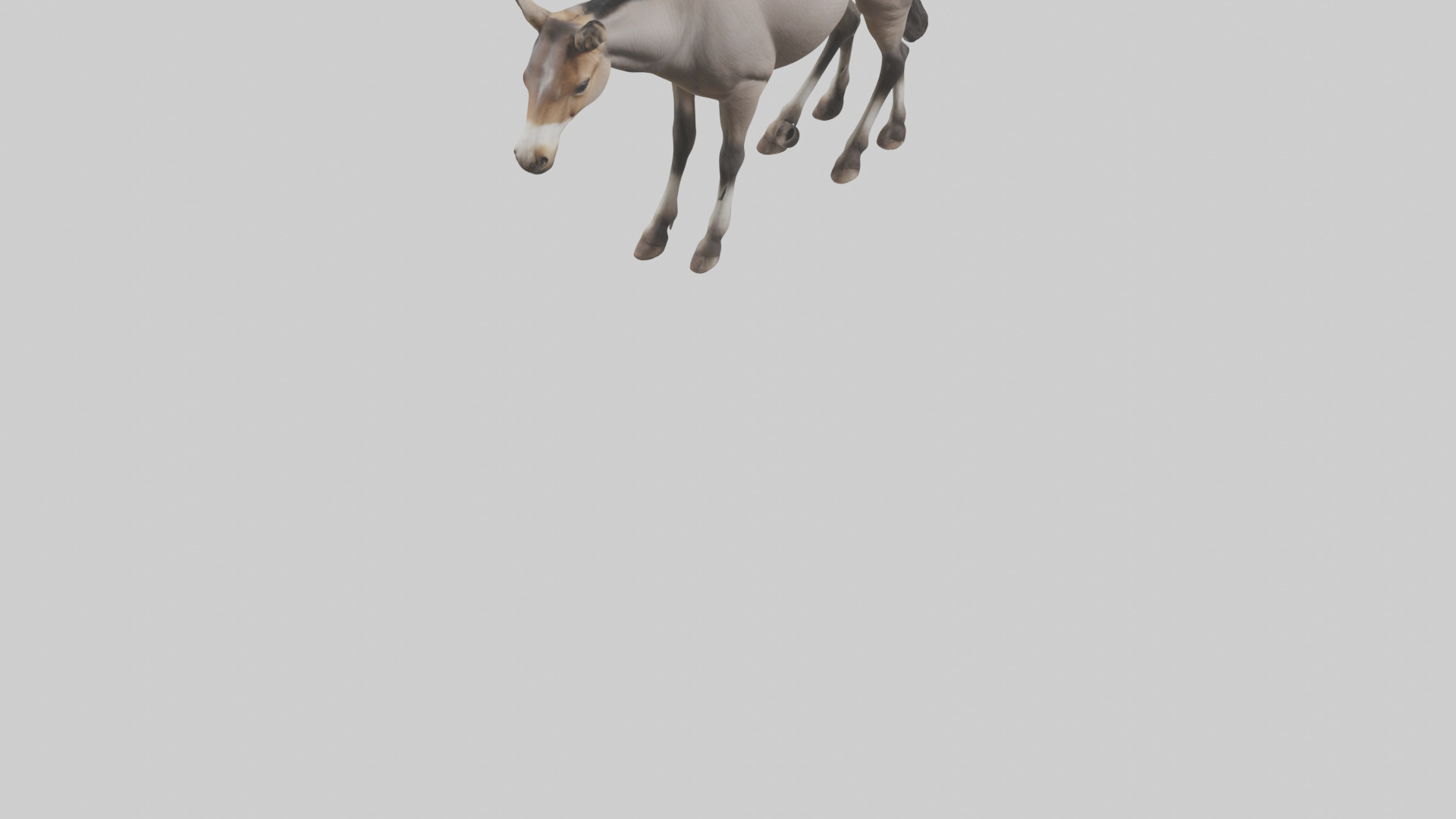 Indian Wild Ass grazing model Low-poly 3D model_6