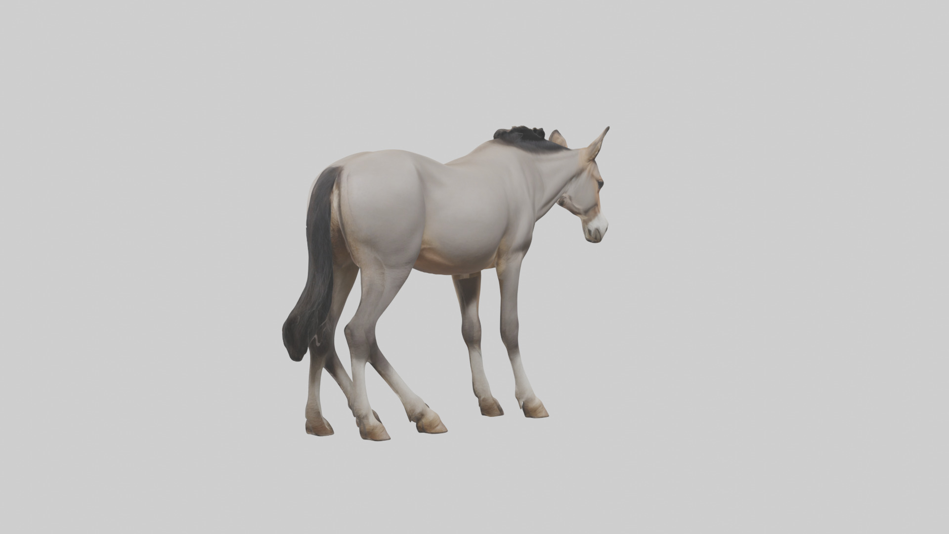 Indian Wild Ass grazing model Low-poly 3D model_1