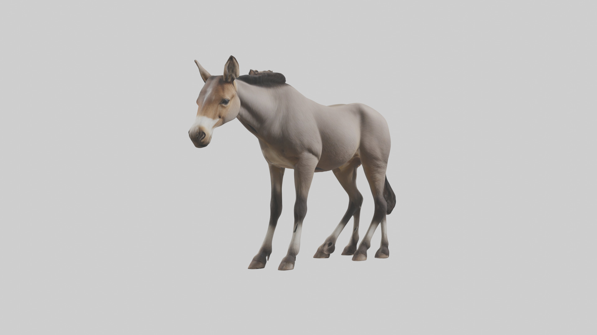 Indian Wild Ass grazing model Low-poly 3D model_7