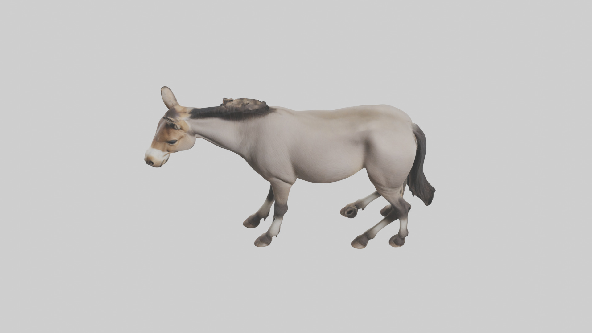 Indian Wild Ass grazing model Low-poly 3D model_16