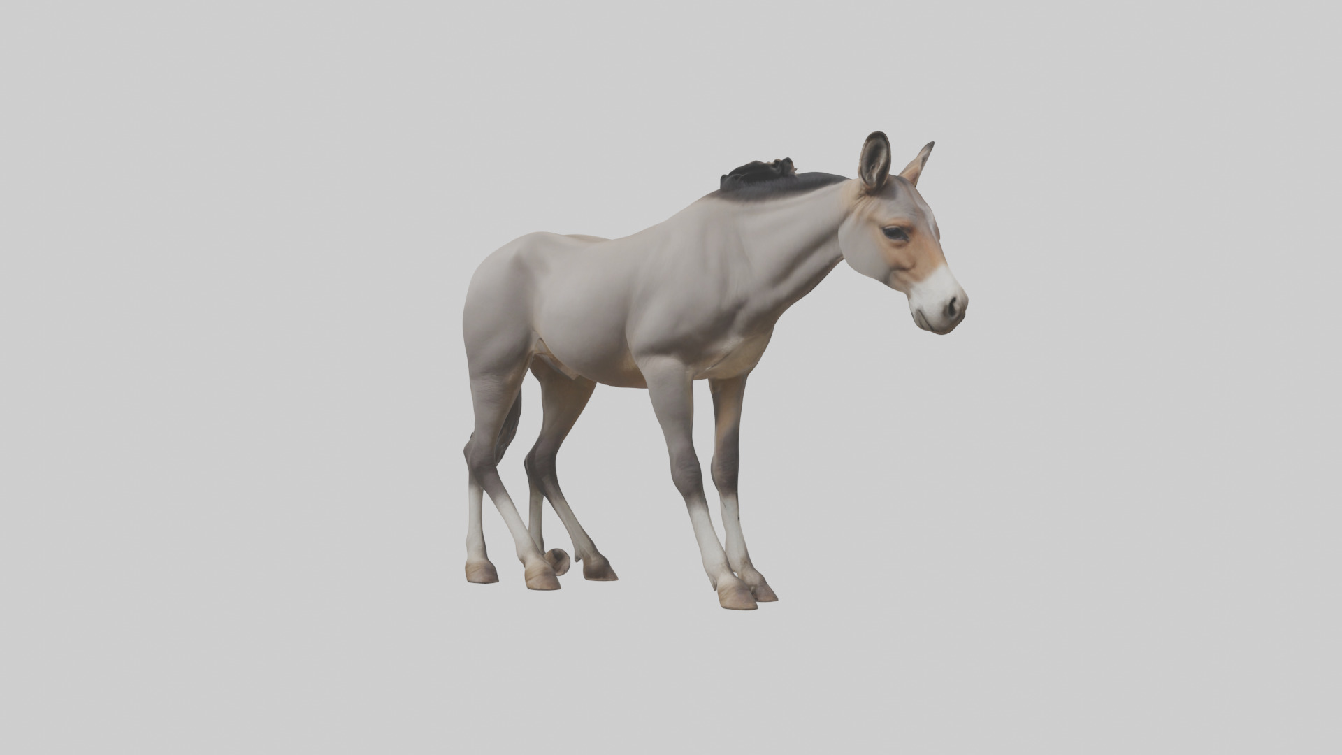 Indian Wild Ass grazing model Low-poly 3D model_2