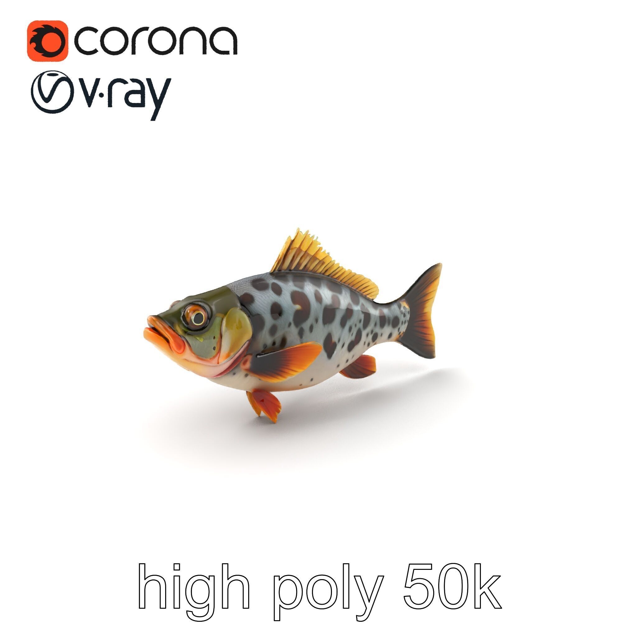 Hybrid Splake Fish Anatomical Detail model pack Low-poly 3D model_2