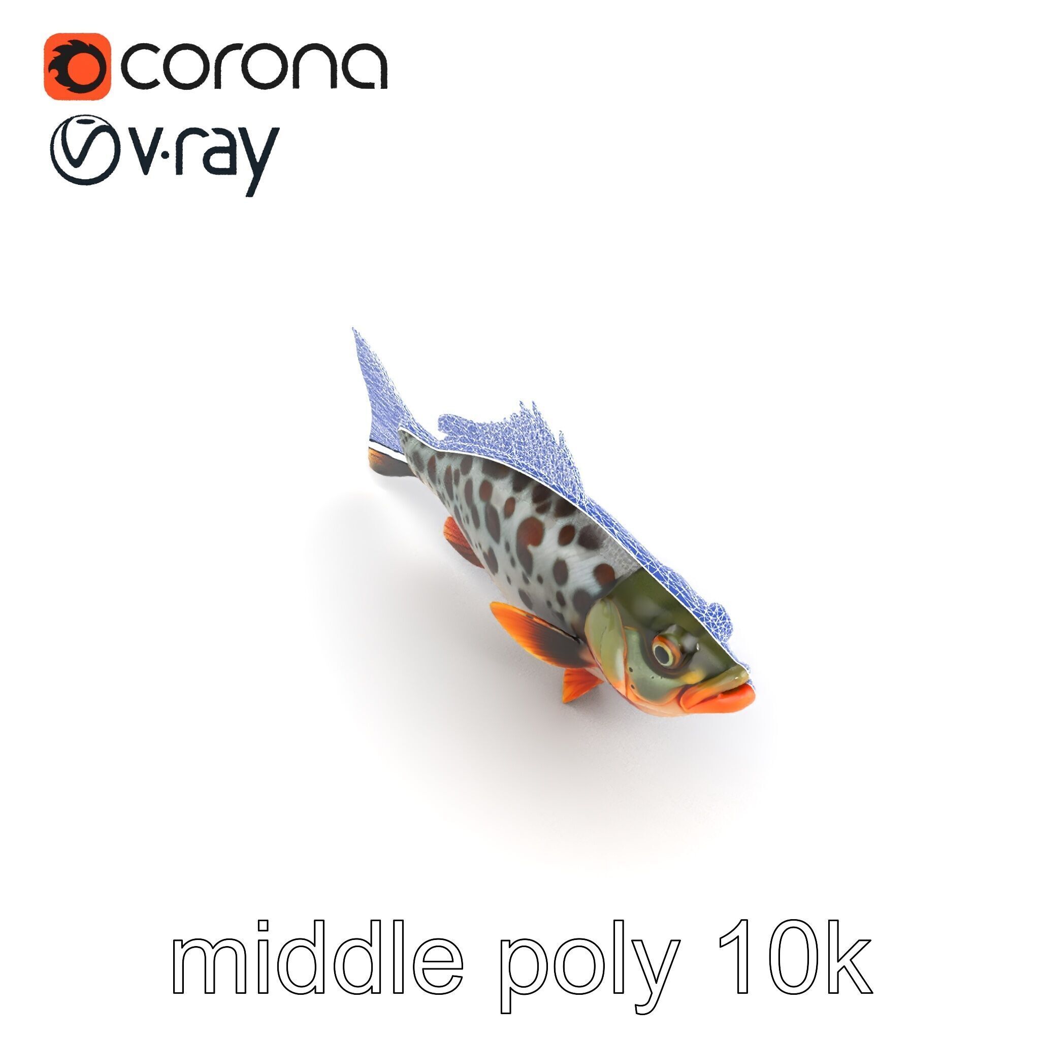 Hybrid Splake Fish Anatomical Detail model pack Low-poly 3D model_20