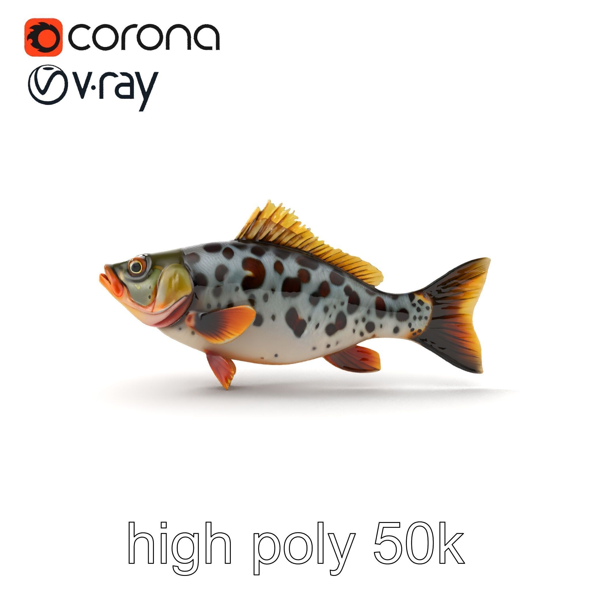 Hybrid Splake Fish Anatomical Detail model pack Low-poly 3D model_12