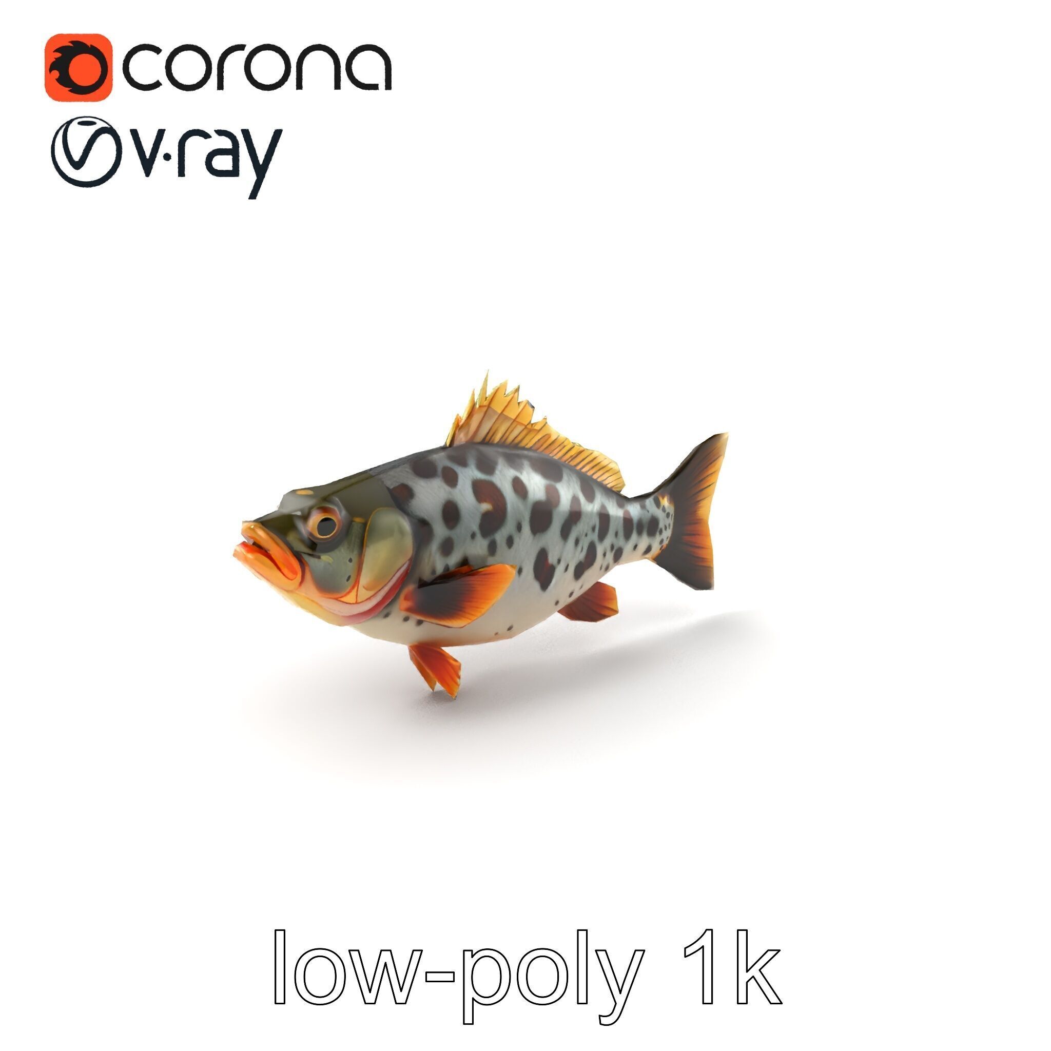 Hybrid Splake Fish Anatomical Detail model pack Low-poly 3D model_5