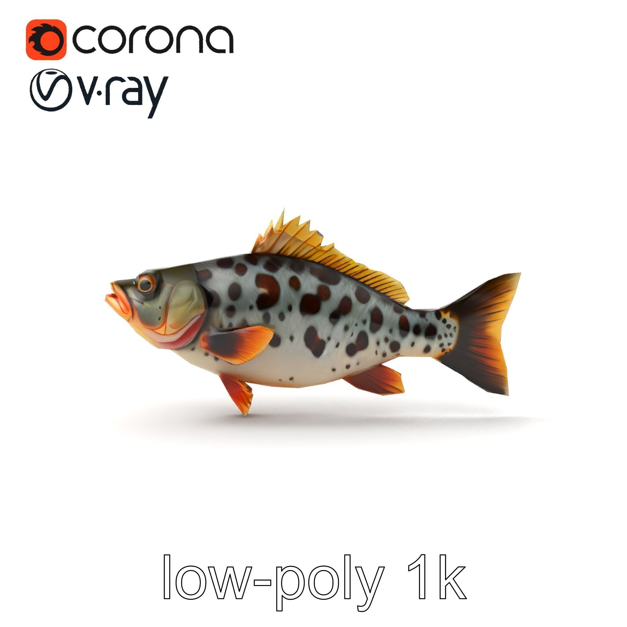 Hybrid Splake Fish Anatomical Detail model pack Low-poly 3D model_24
