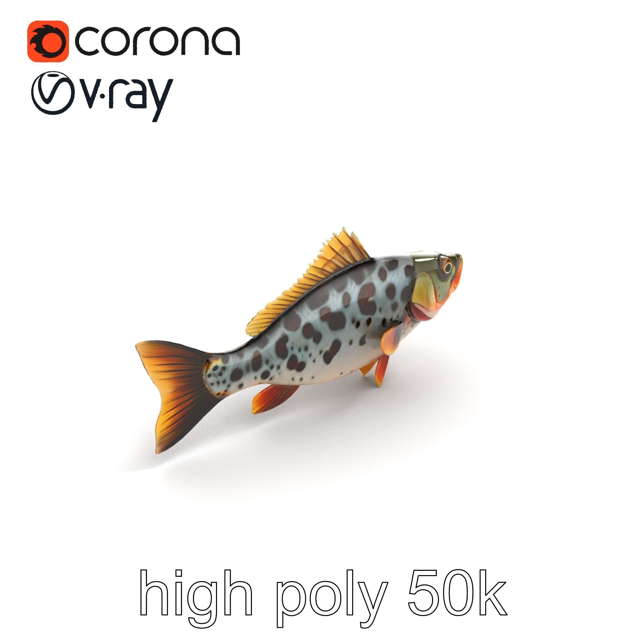 Hybrid Splake Fish Anatomical Detail model pack Low-poly 3D model_21