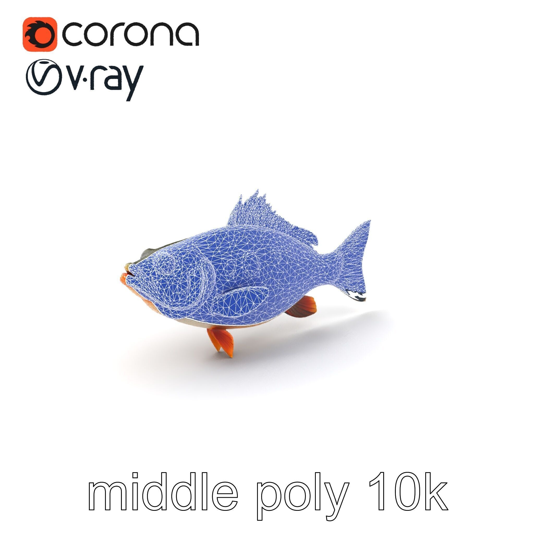 Hybrid Splake Fish Anatomical Detail model pack Low-poly 3D model_6