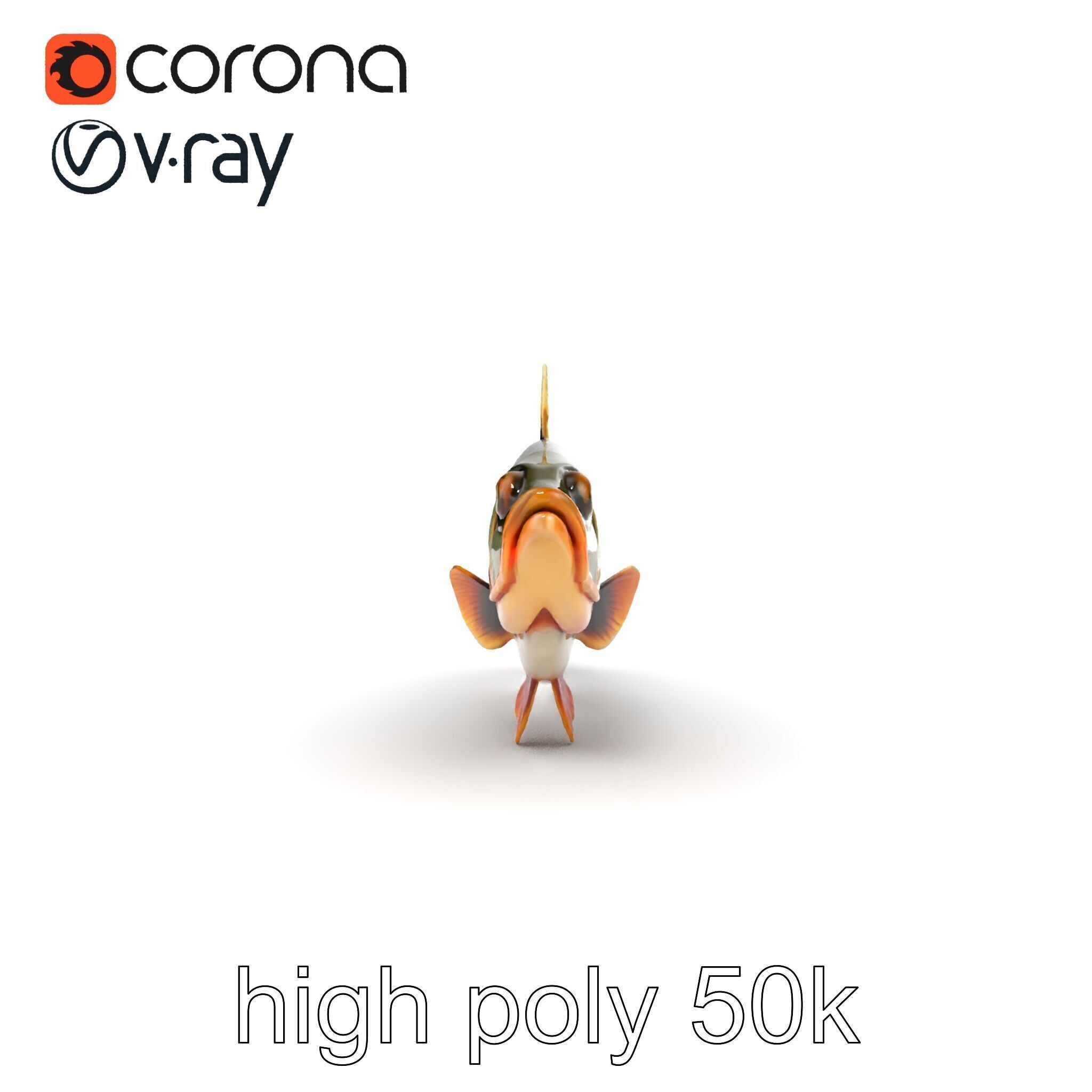 Hybrid Splake Fish Anatomical Detail model pack Low-poly 3D model_16