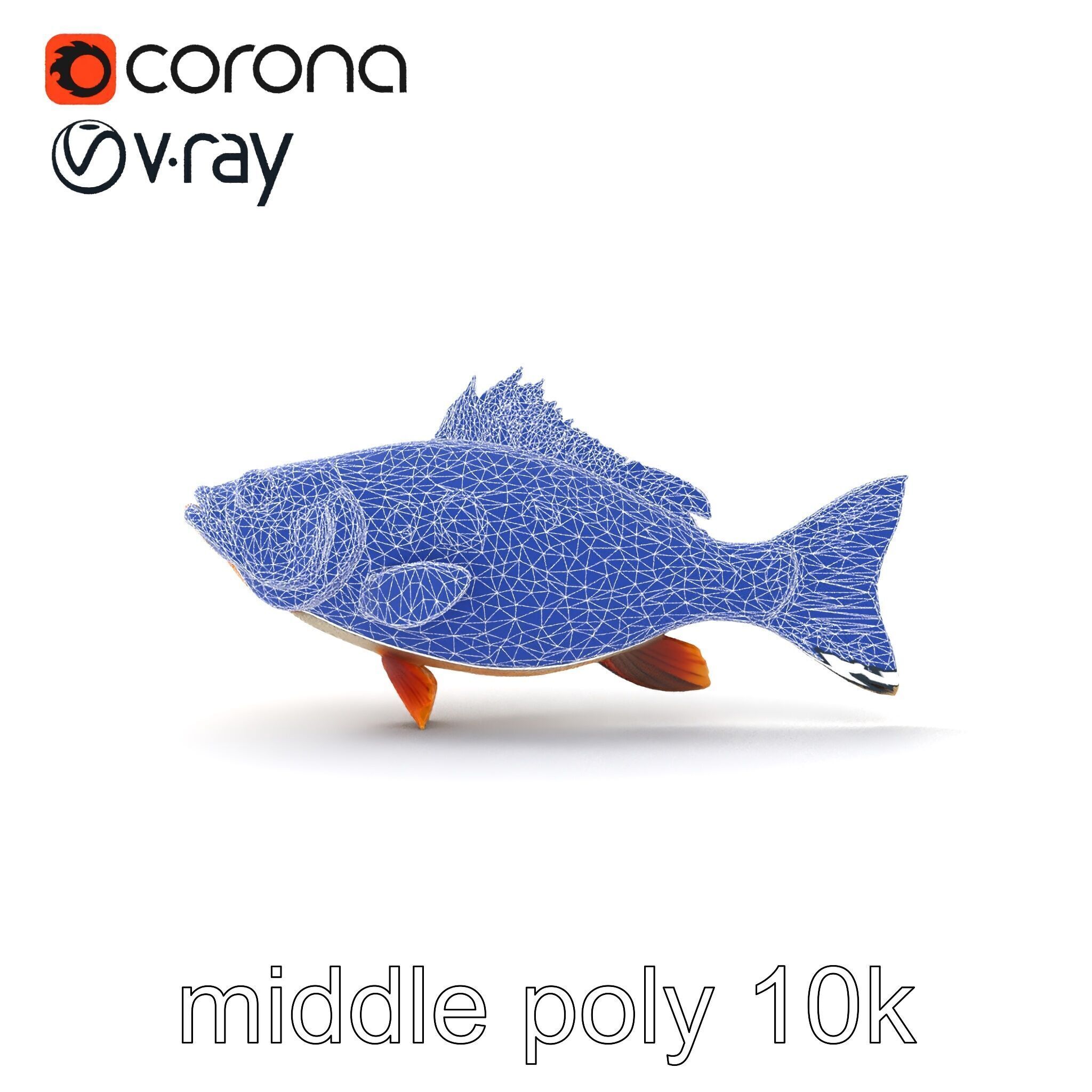 Hybrid Splake Fish Anatomical Detail model pack Low-poly 3D model_32