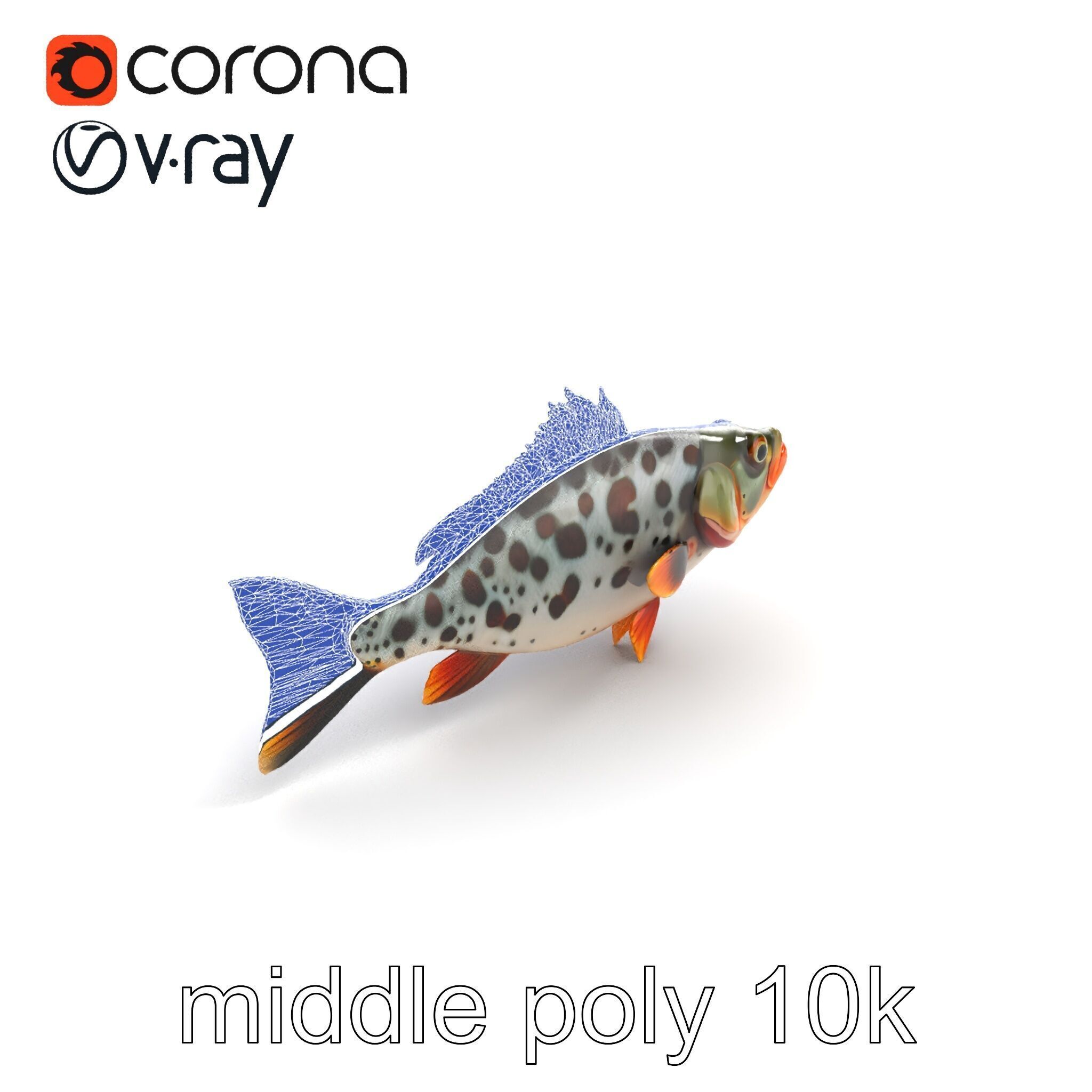 Hybrid Splake Fish Anatomical Detail model pack Low-poly 3D model_15