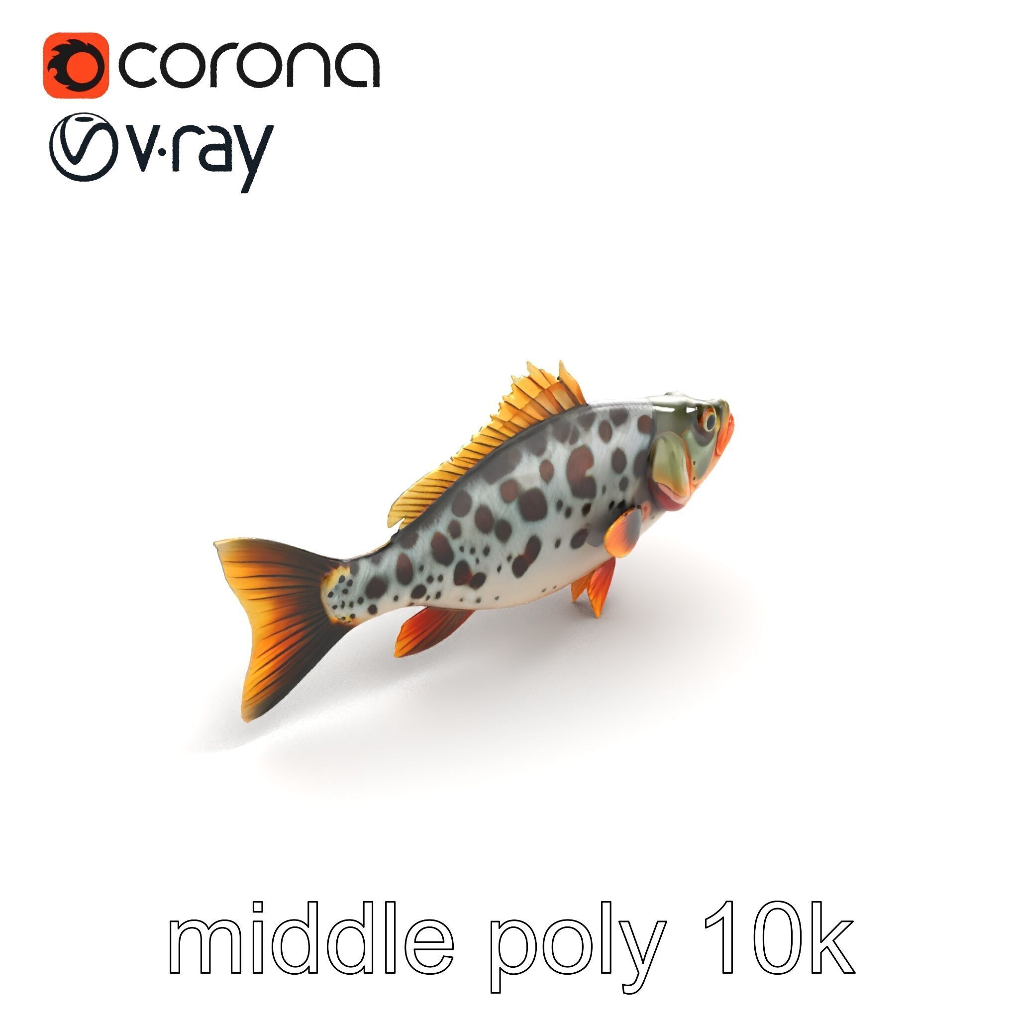 Hybrid Splake Fish Anatomical Detail model pack Low-poly 3D model_8
