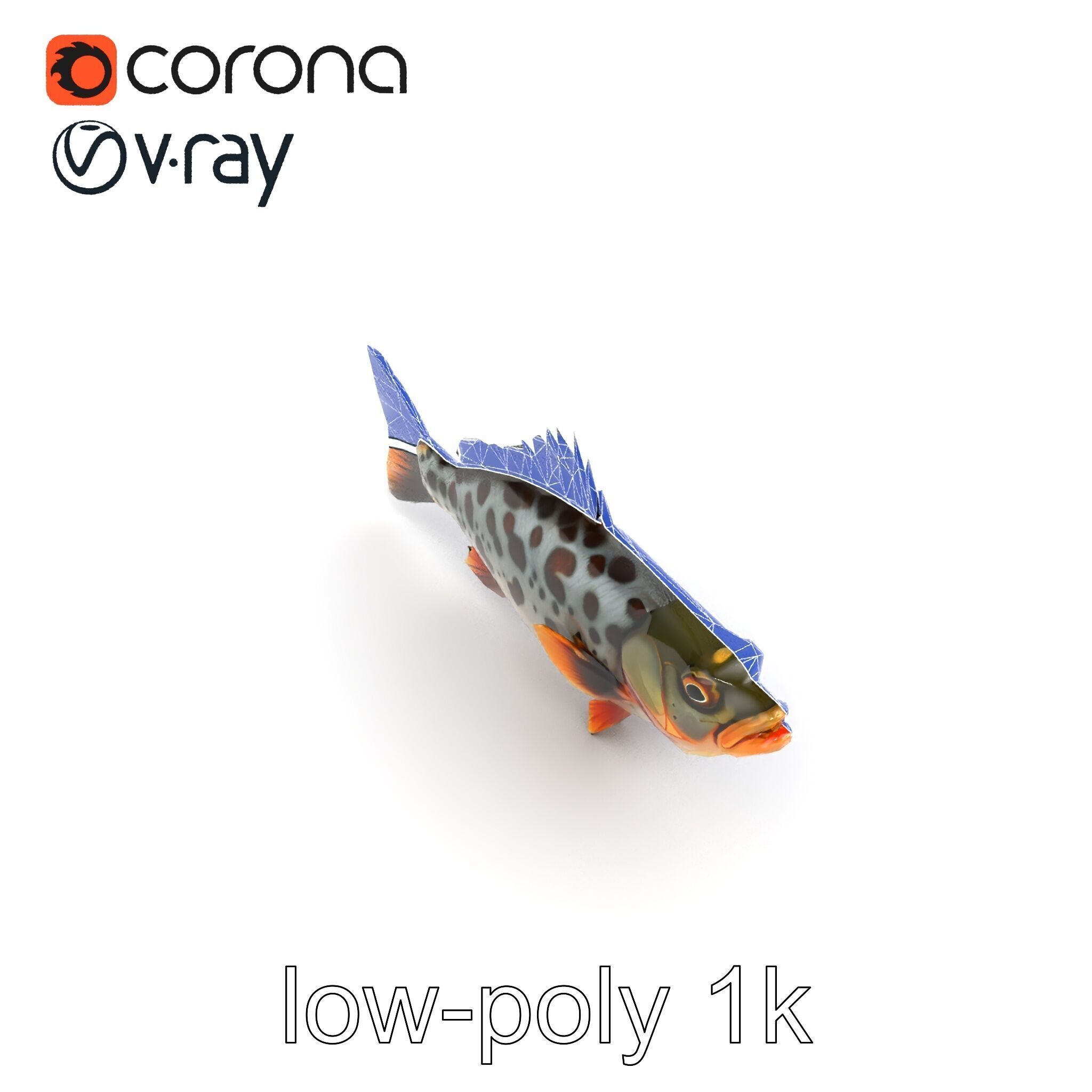 Hybrid Splake Fish Anatomical Detail model pack Low-poly 3D model_18