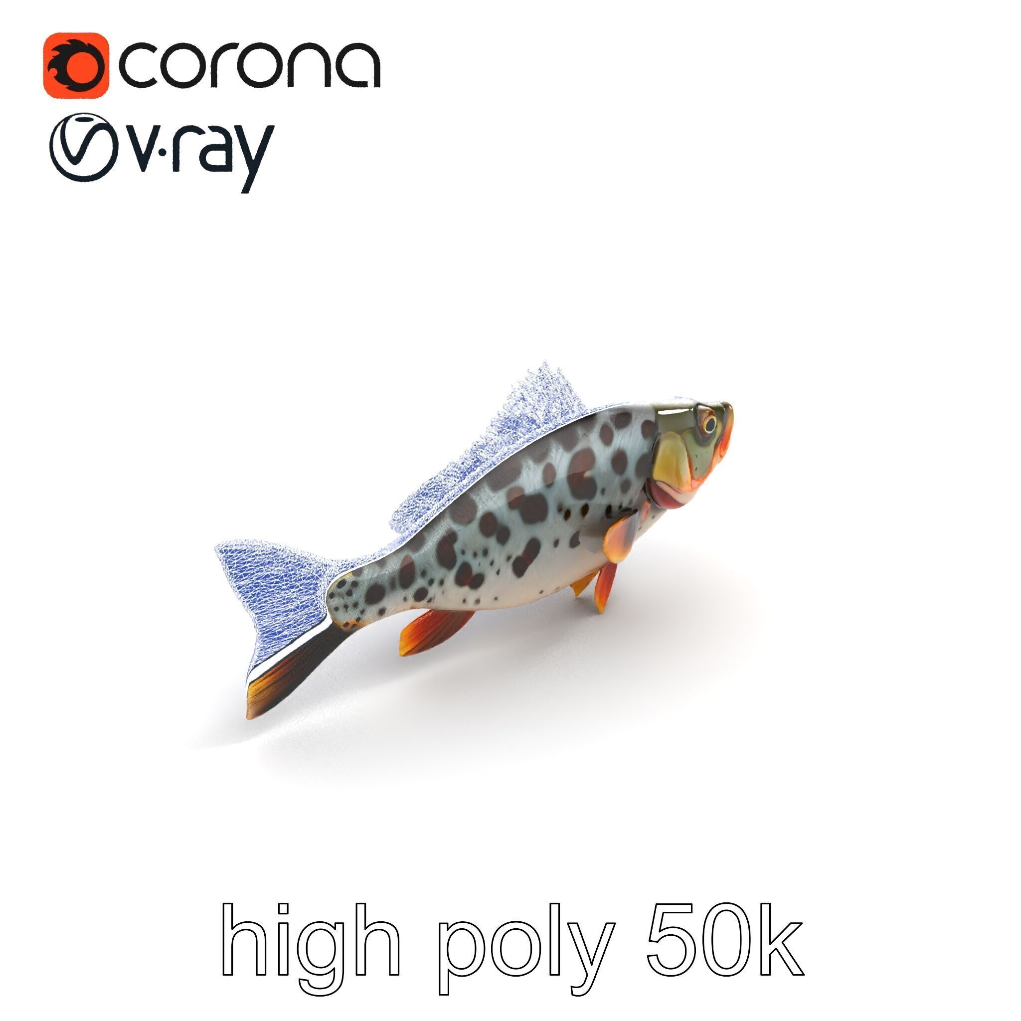 Hybrid Splake Fish Anatomical Detail model pack Low-poly 3D model_13