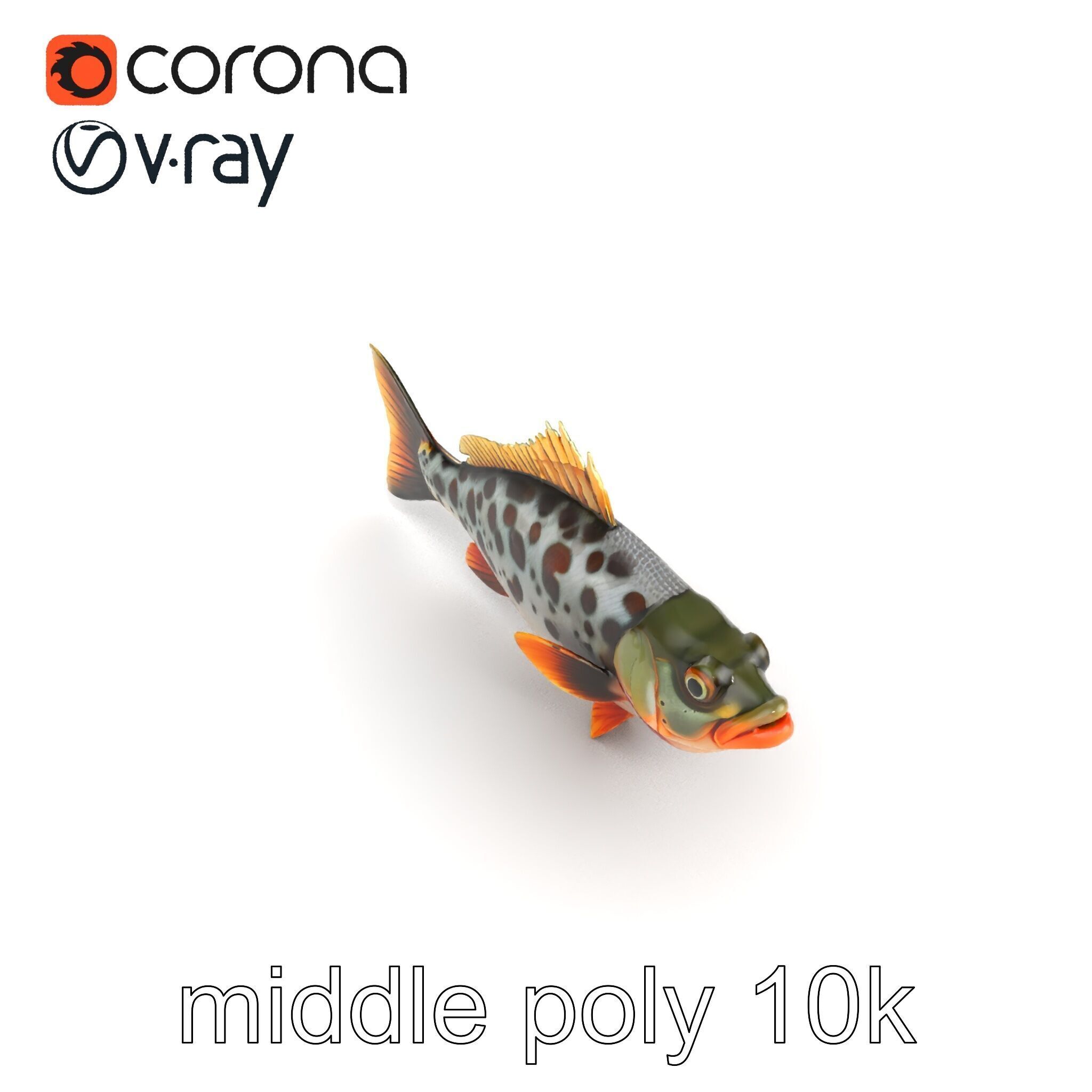 Hybrid Splake Fish Anatomical Detail model pack Low-poly 3D model_28