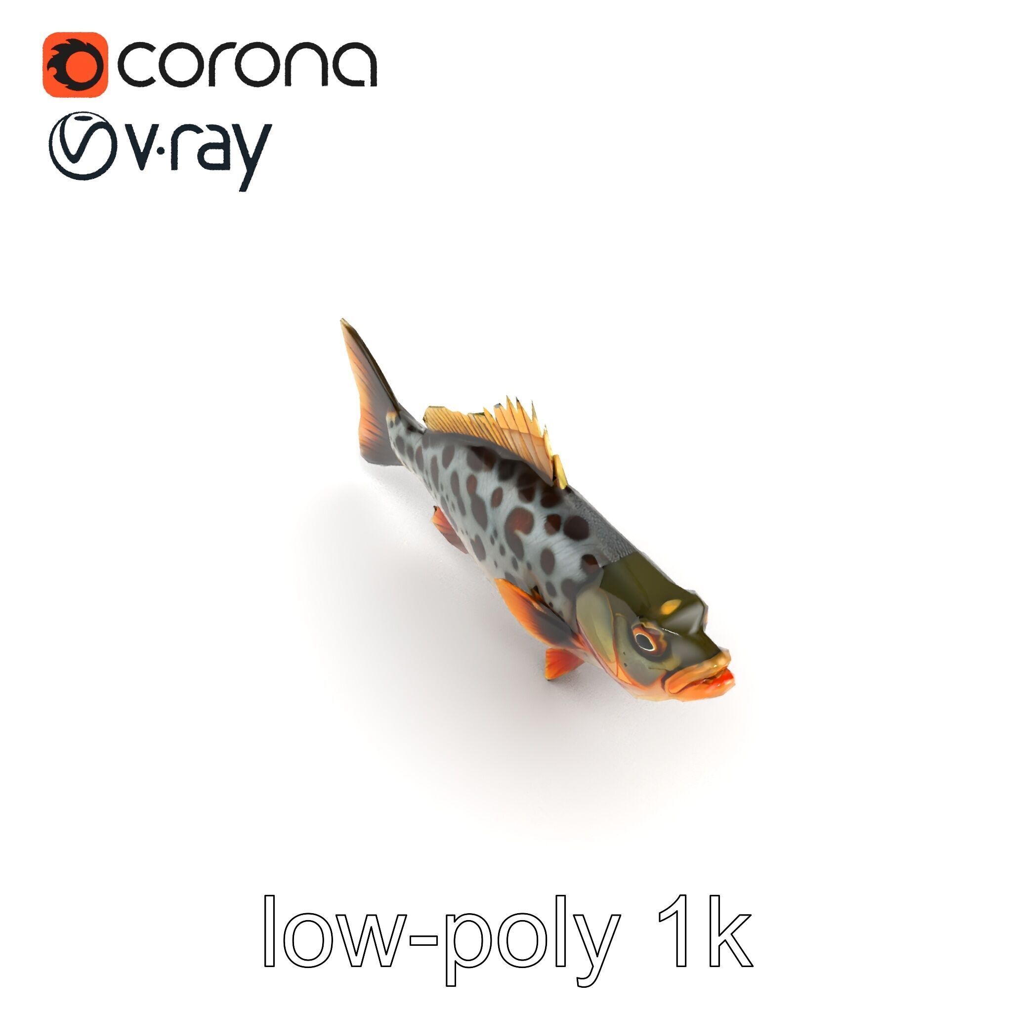 Hybrid Splake Fish Anatomical Detail model pack Low-poly 3D model_29