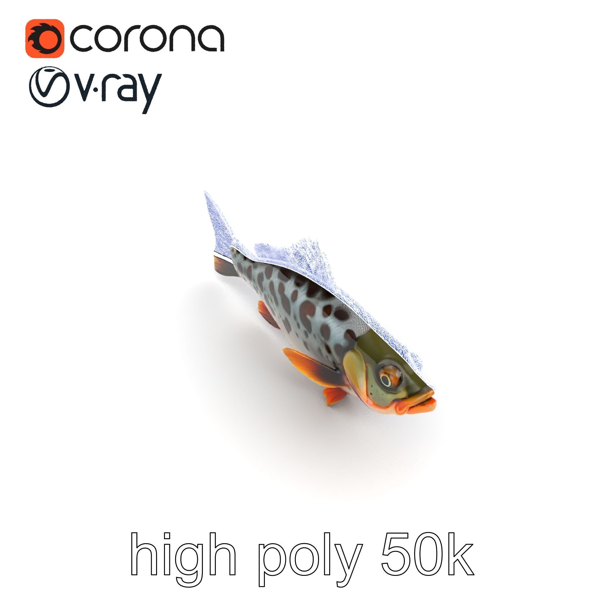 Hybrid Splake Fish Anatomical Detail model pack Low-poly 3D model_25