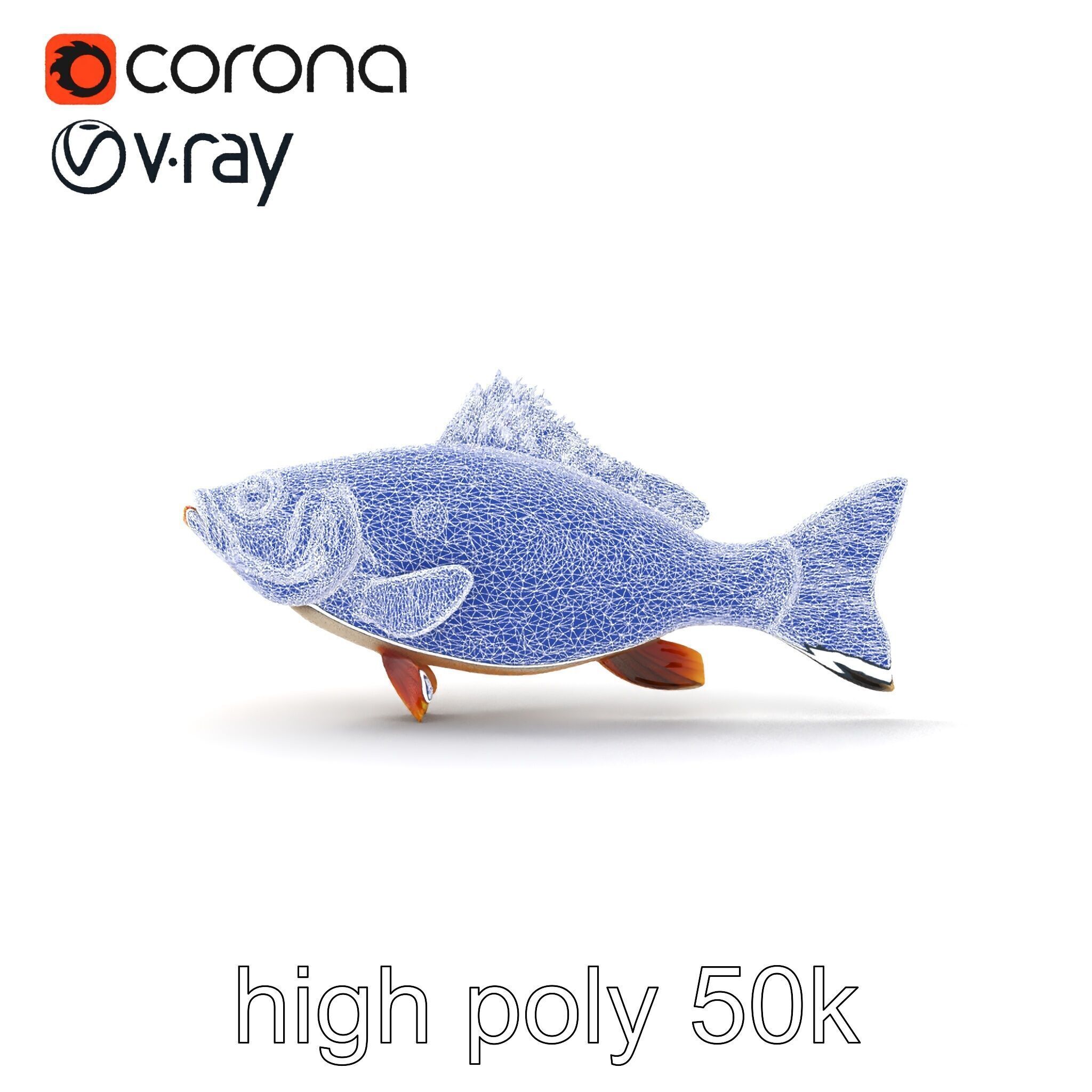Hybrid Splake Fish Anatomical Detail model pack Low-poly 3D model_31