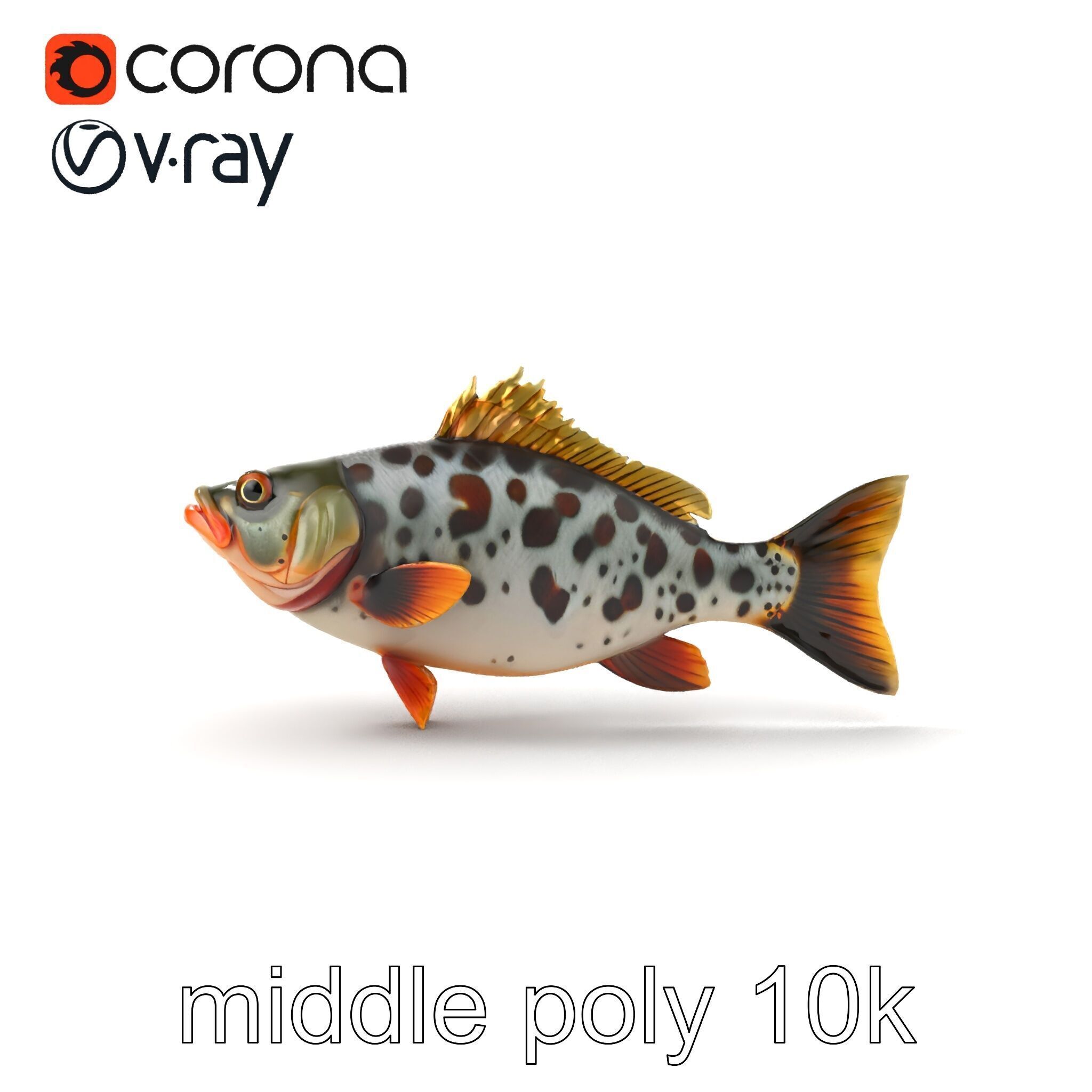 Hybrid Splake Fish Anatomical Detail model pack Low-poly 3D model_30