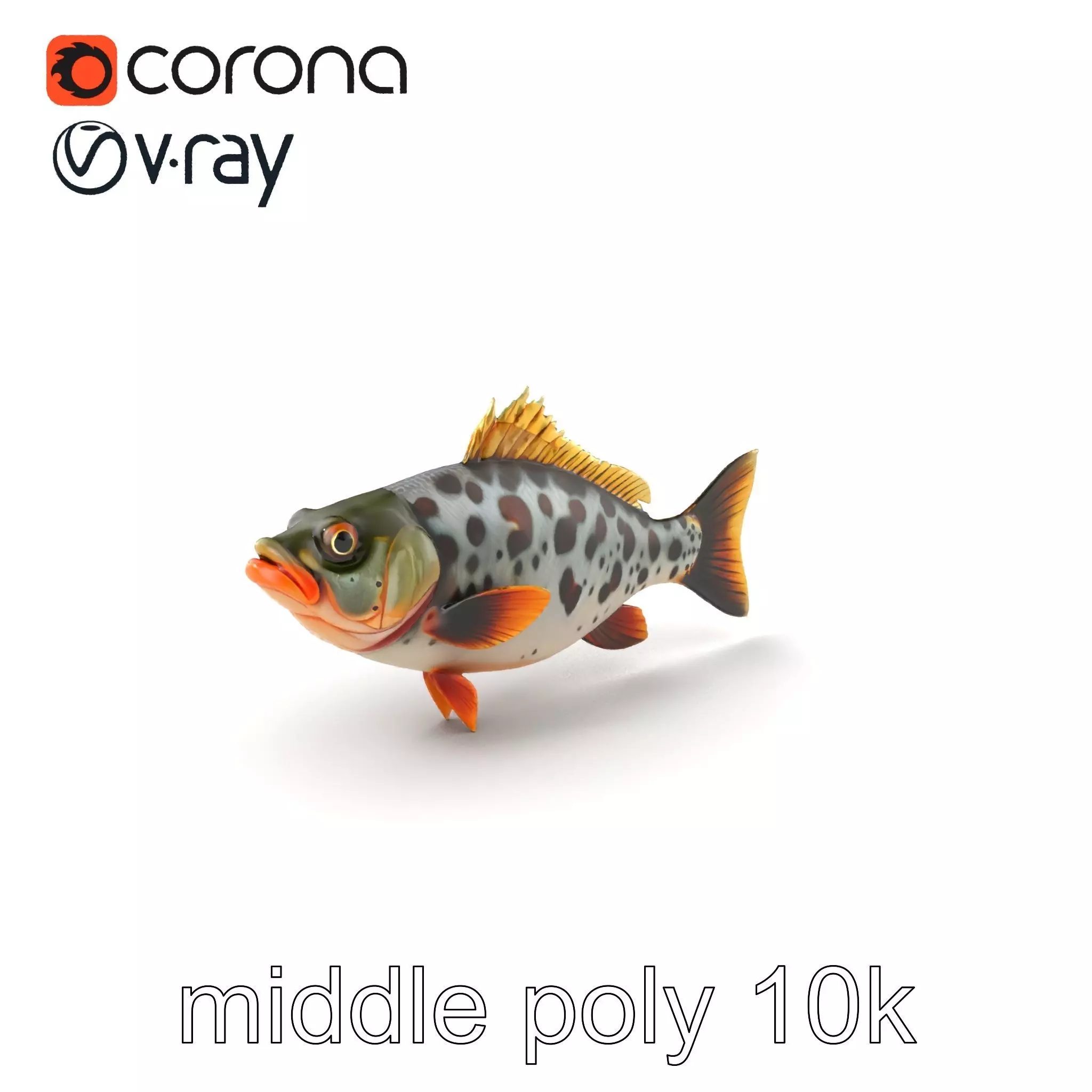 Hybrid Splake Fish Anatomical Detail model pack Low-poly 3D model_0