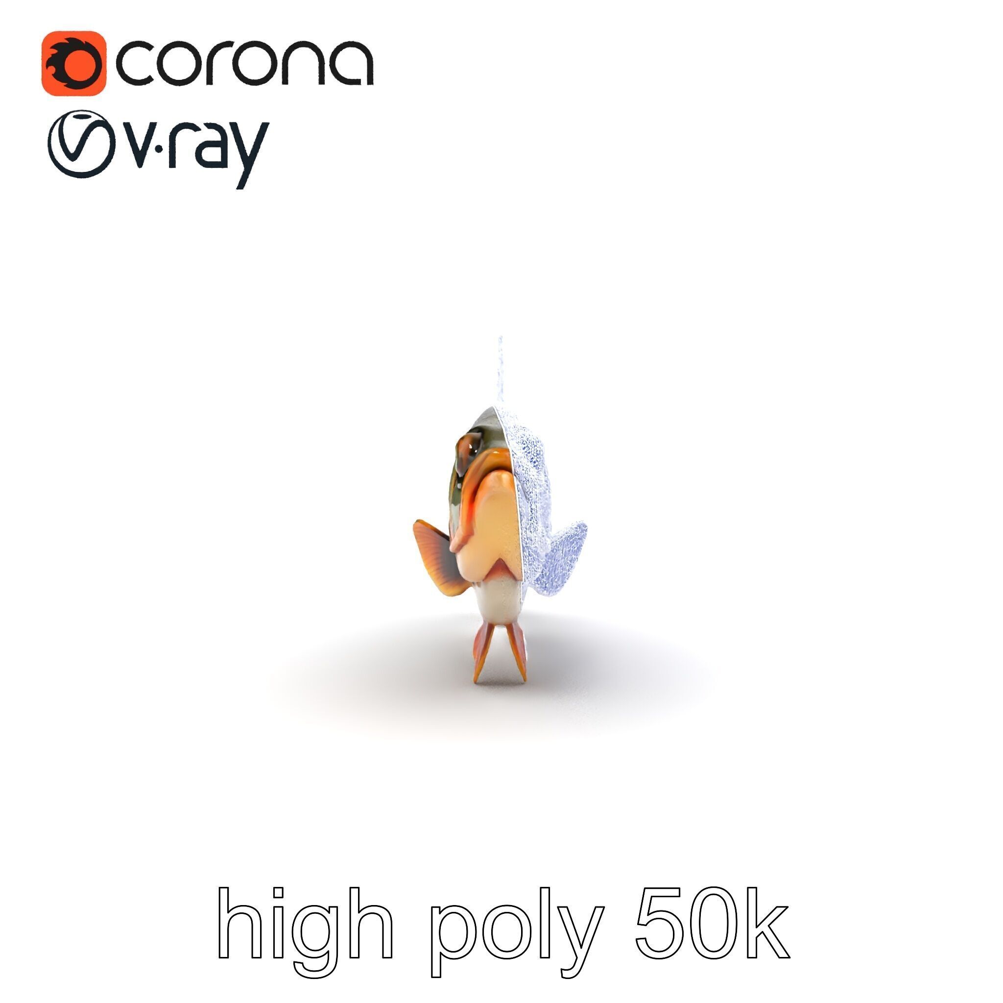 Hybrid Splake Fish Anatomical Detail model pack Low-poly 3D model_22