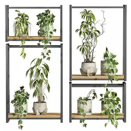 plants on shelf