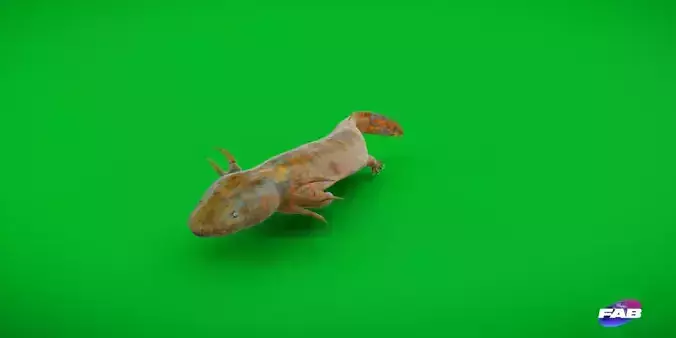 Necturus Mudpuppy Low-poly 3D model