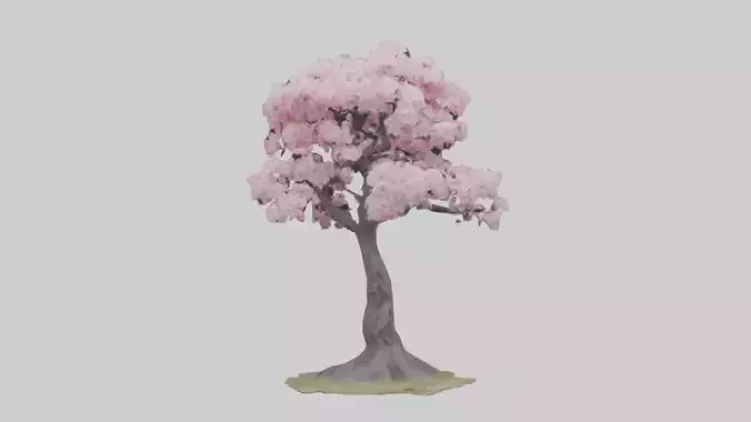 Japanese Cherry Blossom tree model