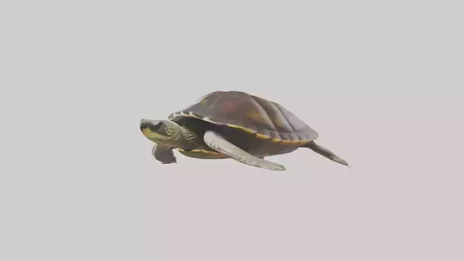 Japanese Pond Turtle swimming model