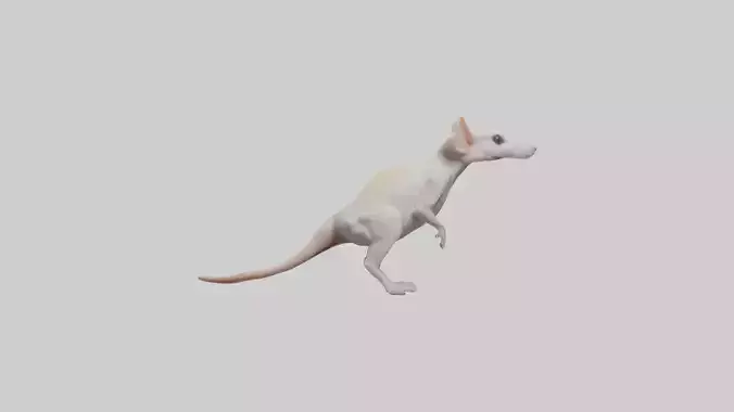 Jerboa standing upright model Low-poly 3D model