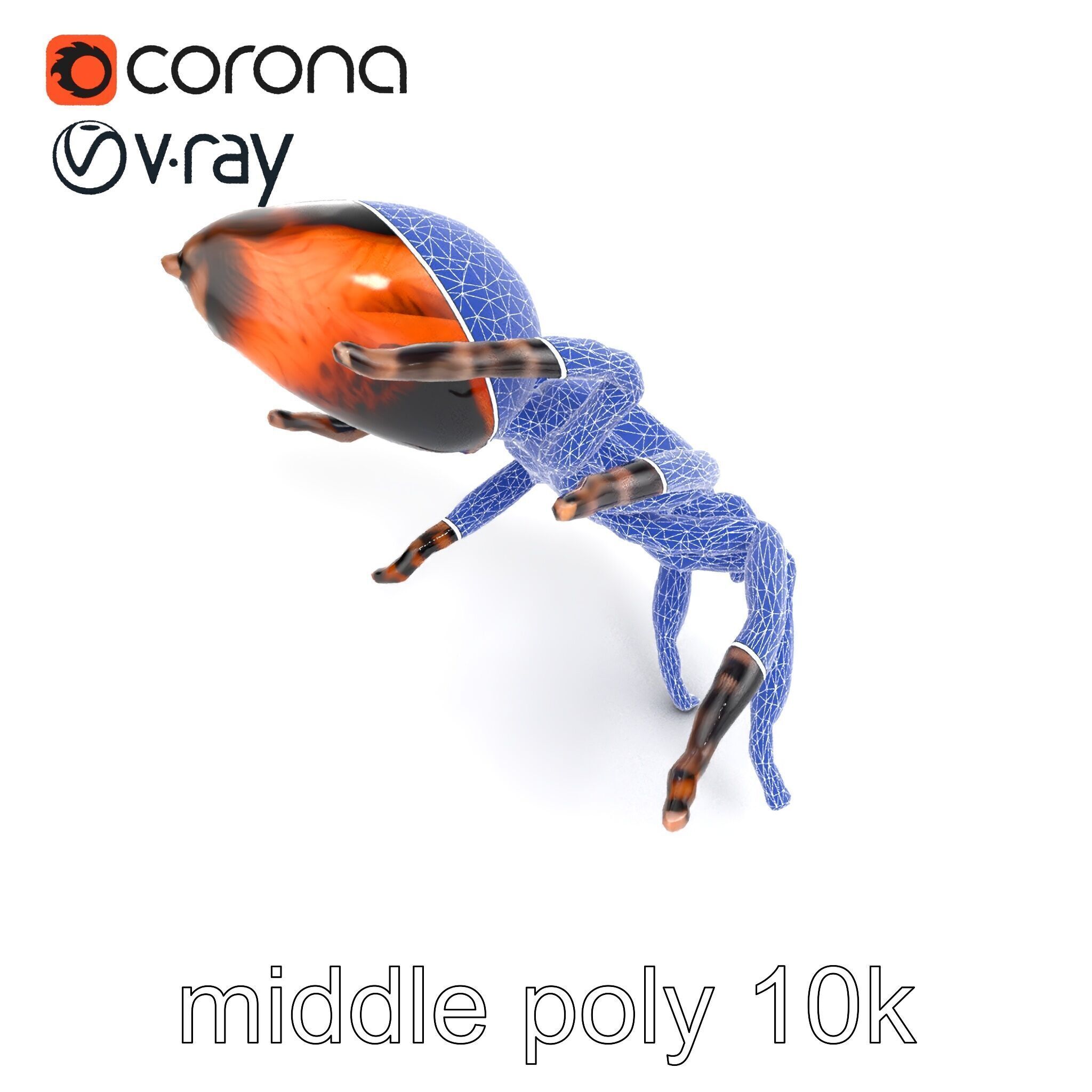 Realistic Tarantula Spider Model Pack Low-poly 3D model_14