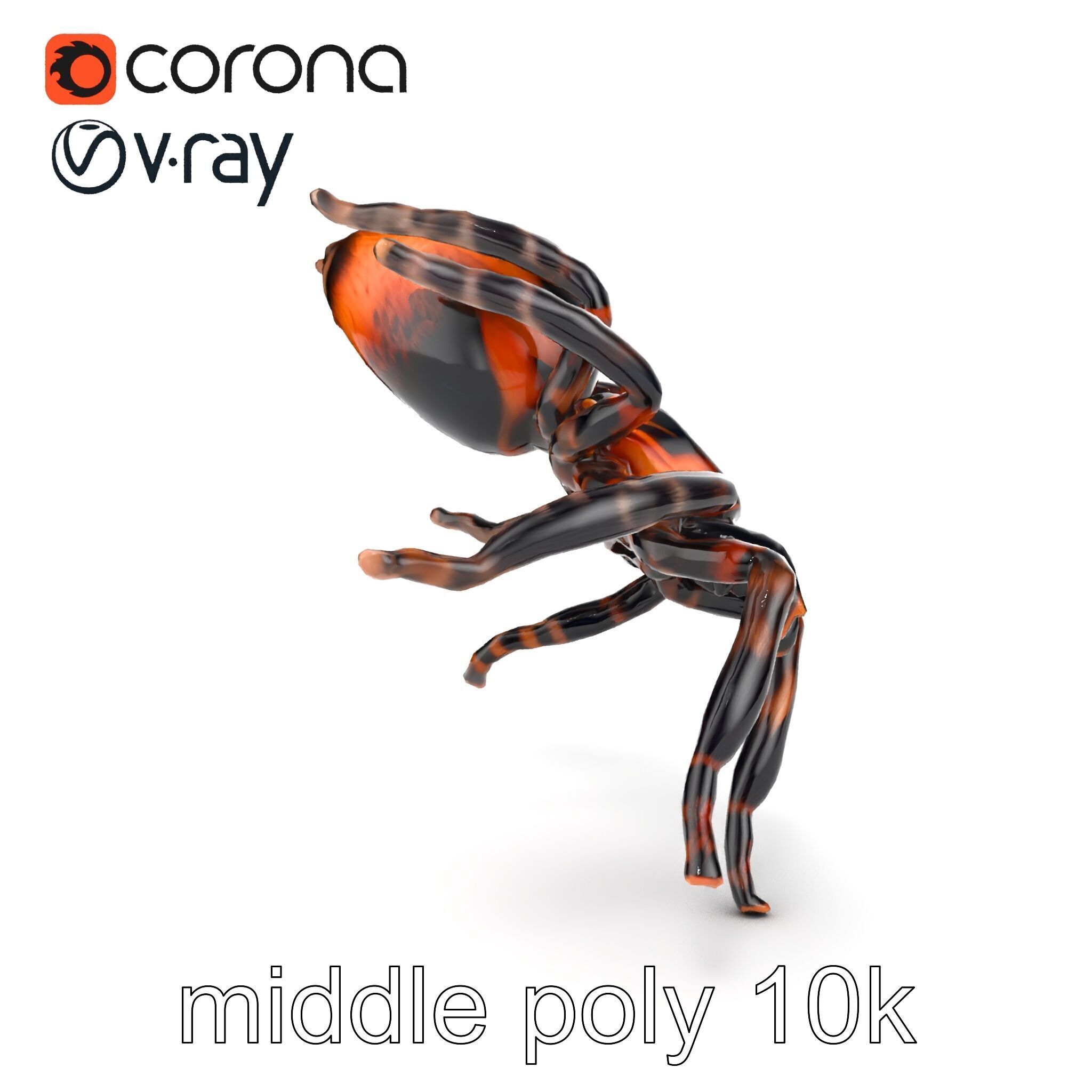 Realistic Tarantula Spider Model Pack Low-poly 3D model_13