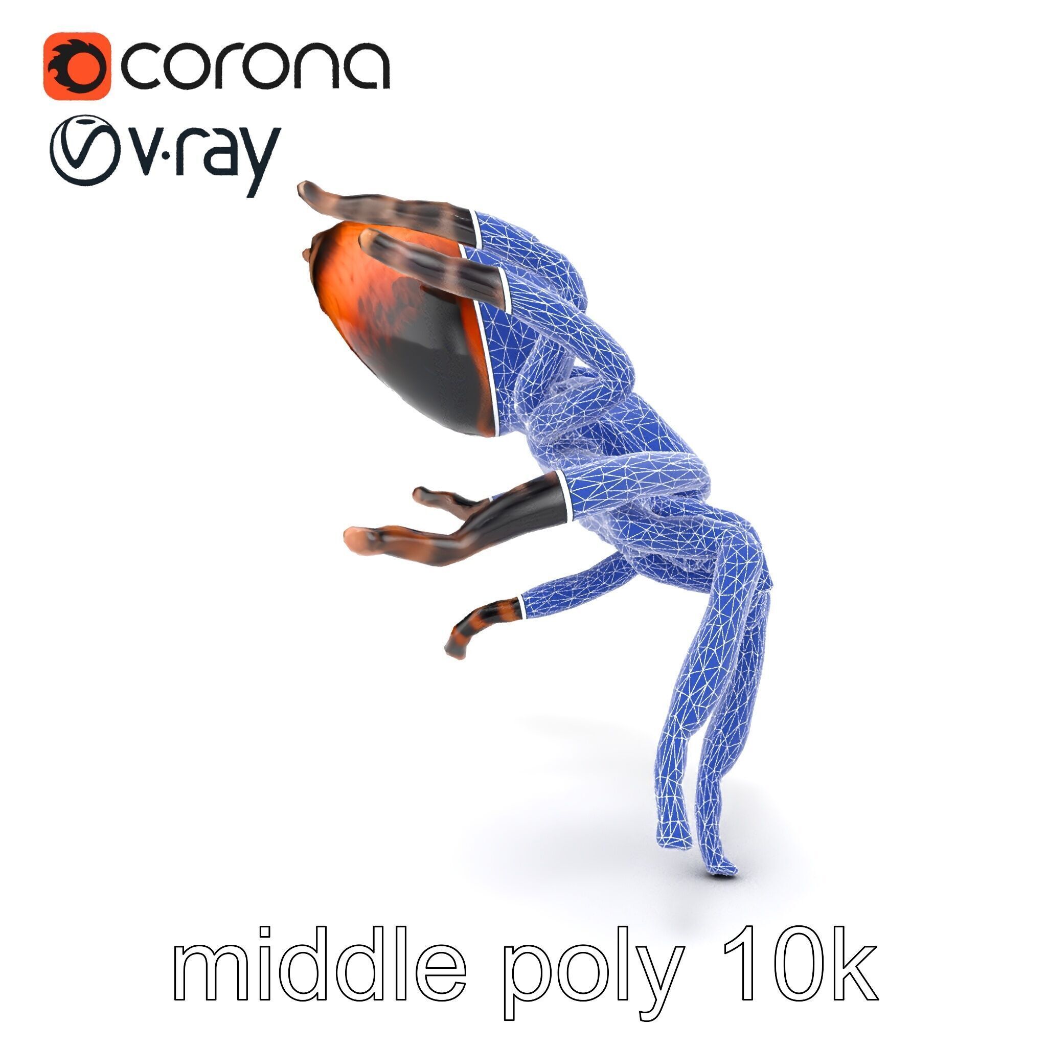 Realistic Tarantula Spider Model Pack Low-poly 3D model_32