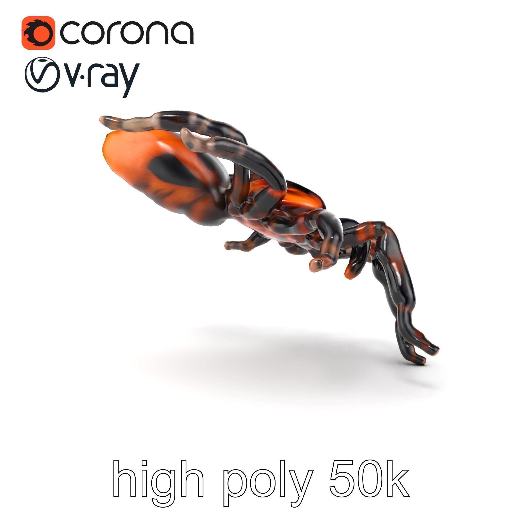 Realistic Tarantula Spider Model Pack Low-poly 3D model_31