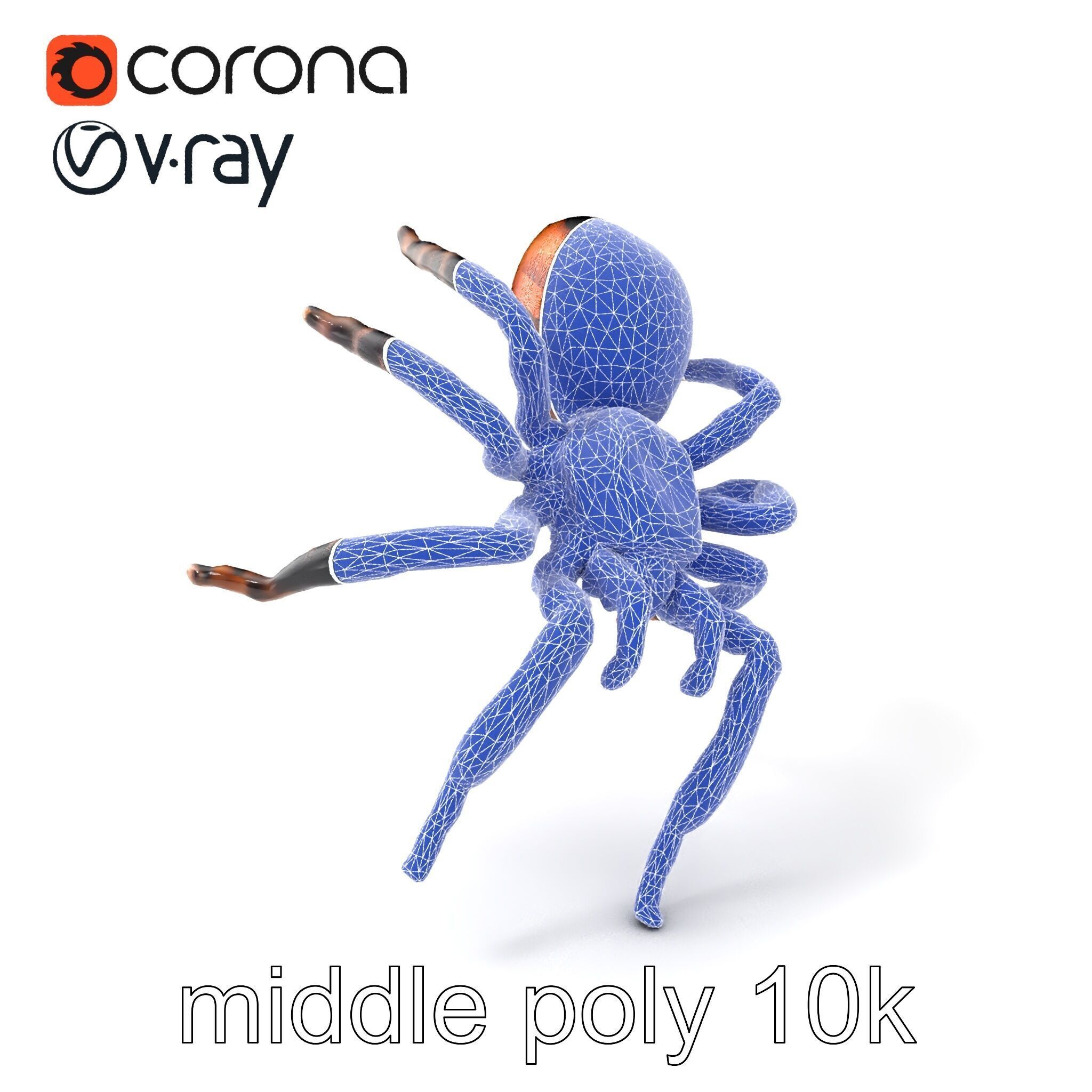 Realistic Tarantula Spider Model Pack Low-poly 3D model_6