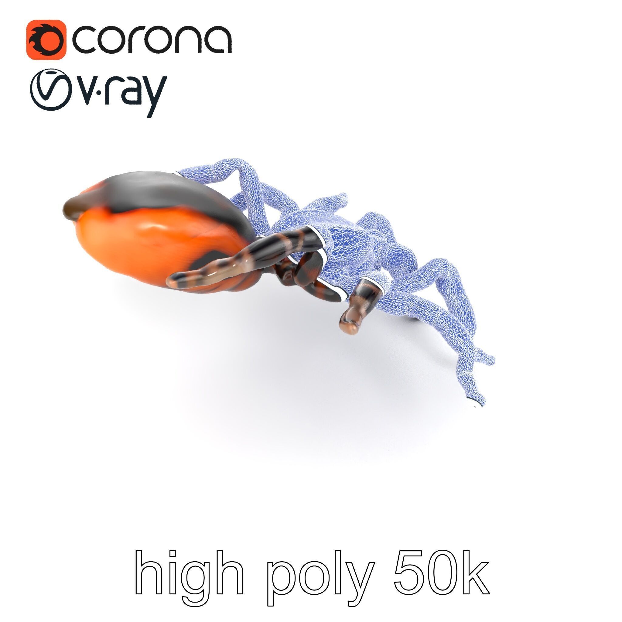 Realistic Tarantula Spider Model Pack Low-poly 3D model_24