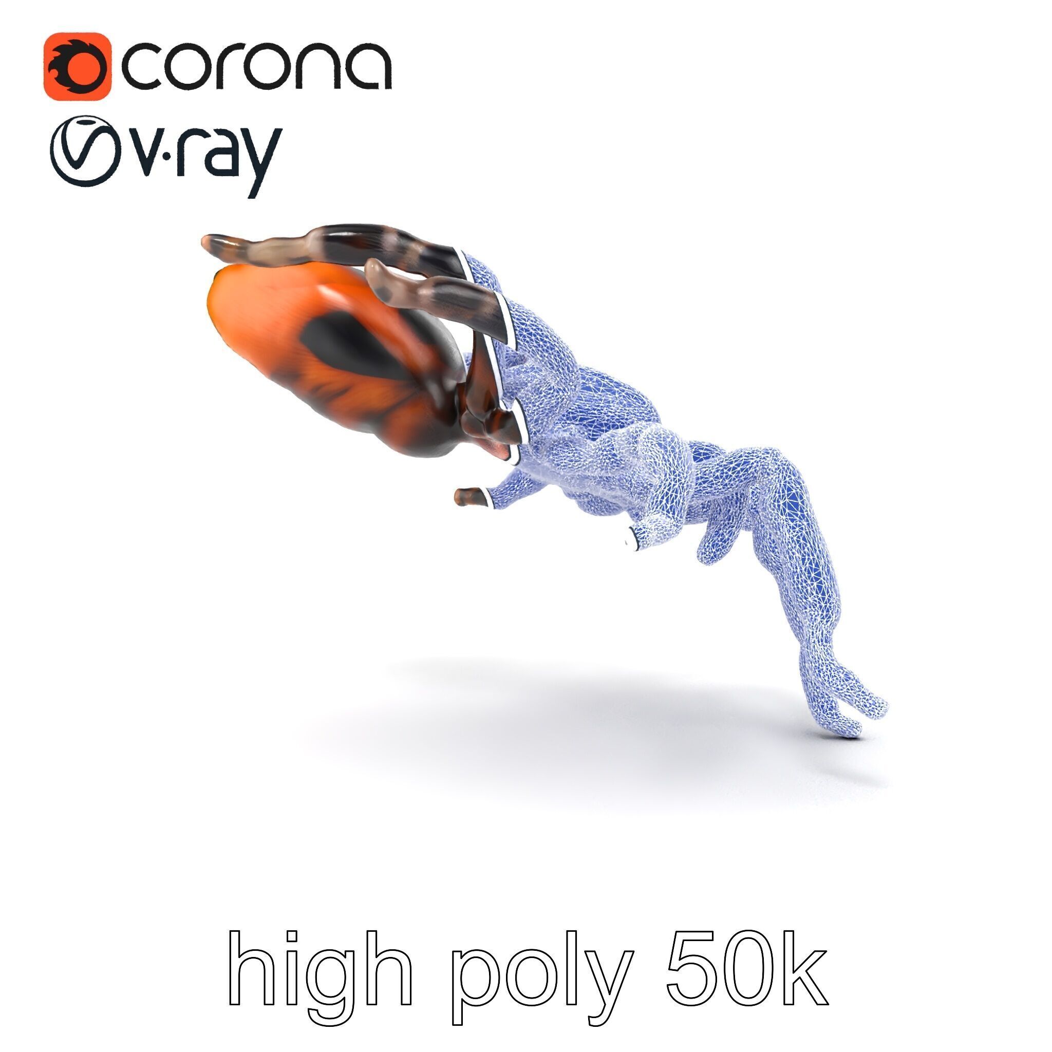 Realistic Tarantula Spider Model Pack Low-poly 3D model_20