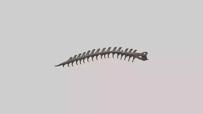 Kangaroo Spine